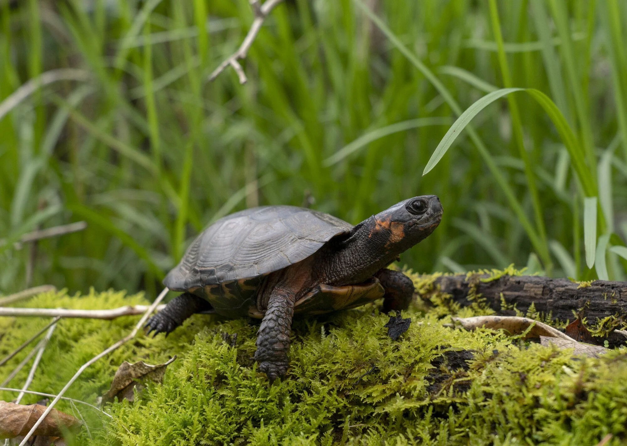 Indiana Bat / Bog Turtle Habitat Suitability Assessment Report