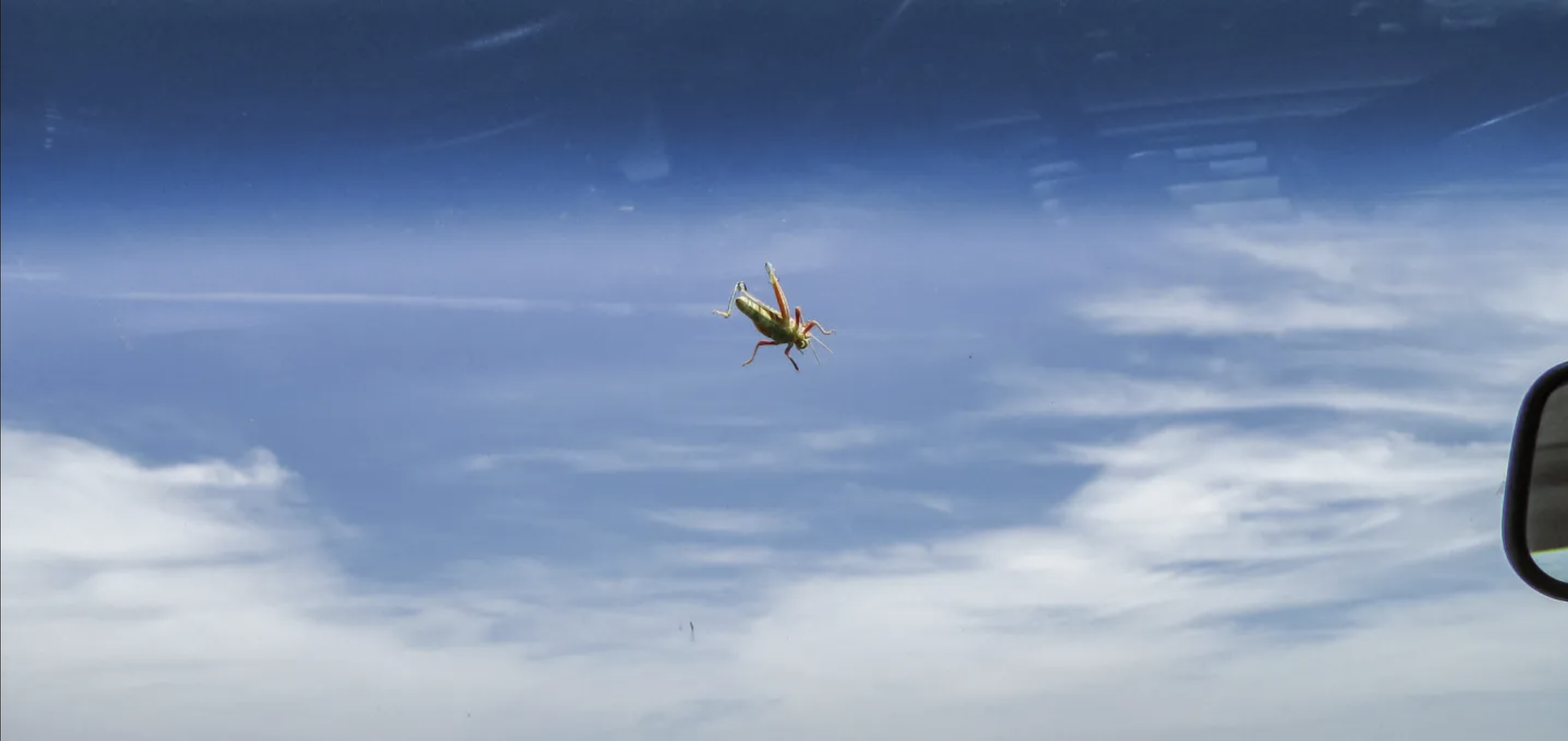 Squished Bugs and Sticky Questions of Fieldwork