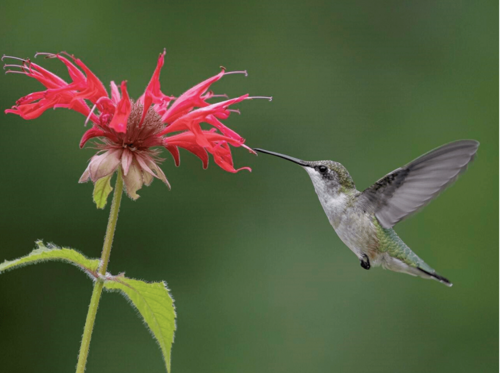 Flying Jewels