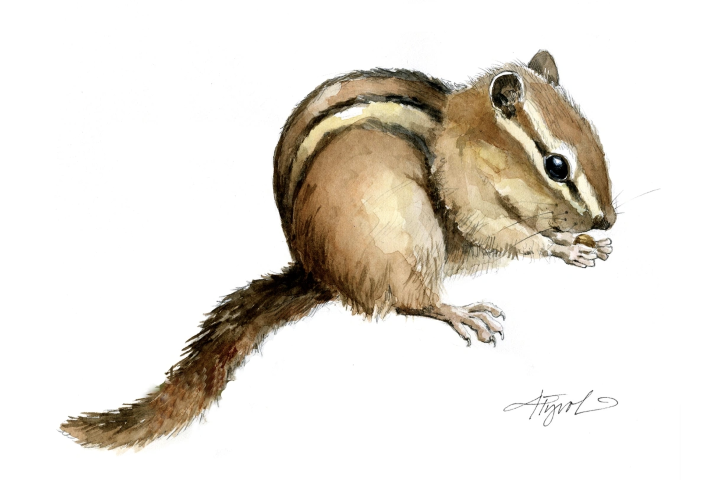 In The Footsteps of Chipmunks