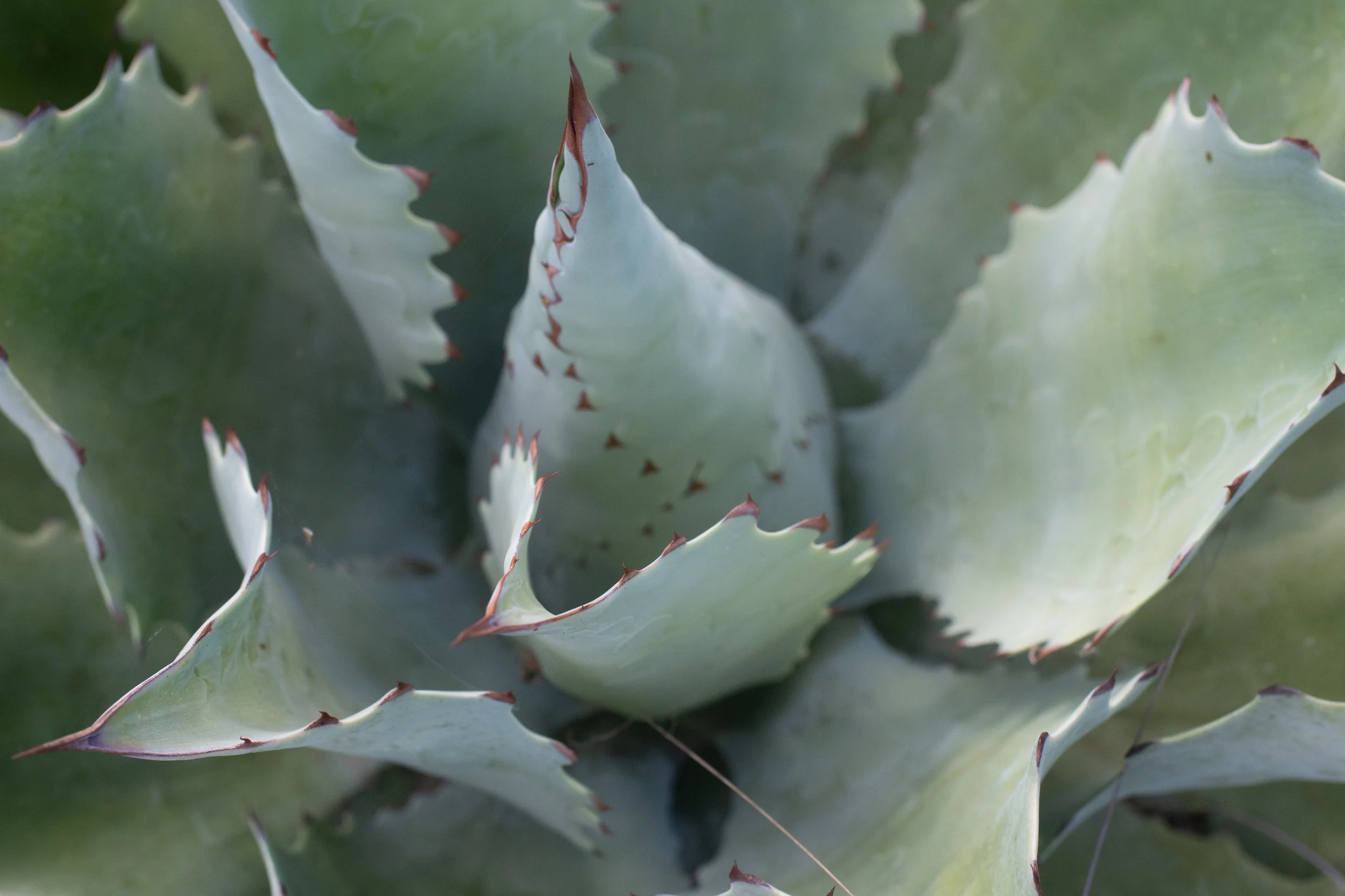 Oaxaca-34.jpg