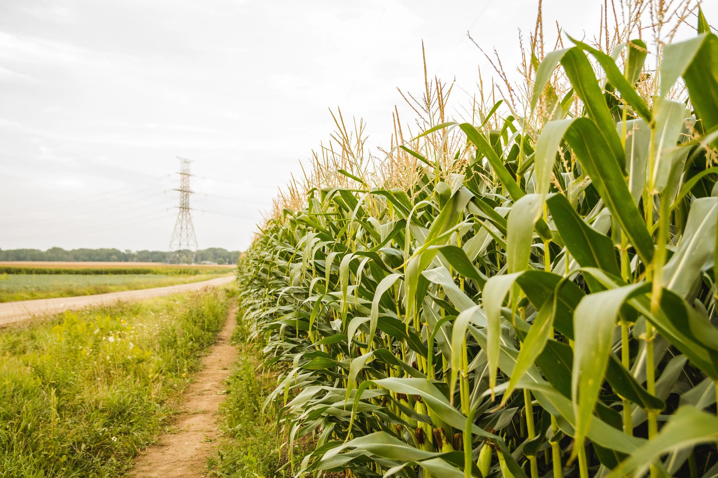 Cornfield with green stalks and tassels under cloudy sky, power lines in the distance
