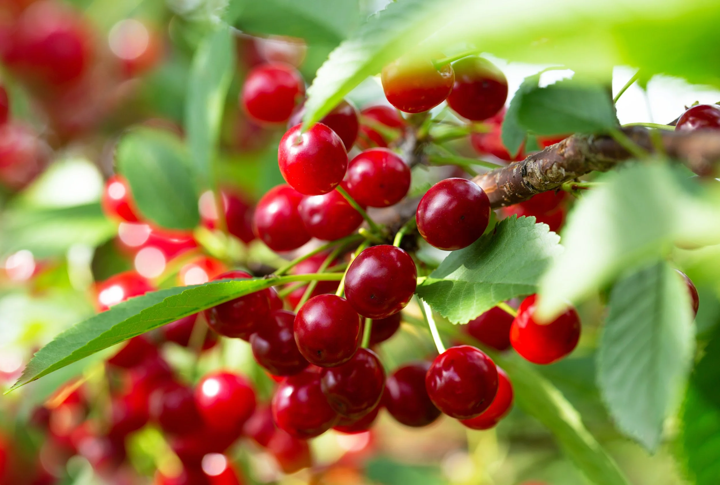 Close-up of red cherries growing on a branch with green leaves.