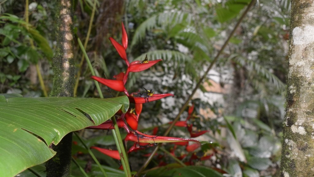 Red tropical flowers with green leaves in a lush jungle environment.