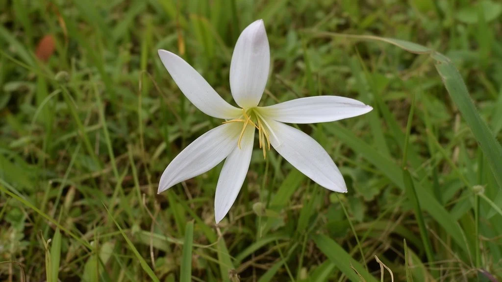 A white flower with six slender petals and yellow stamens, growing among green grass.
