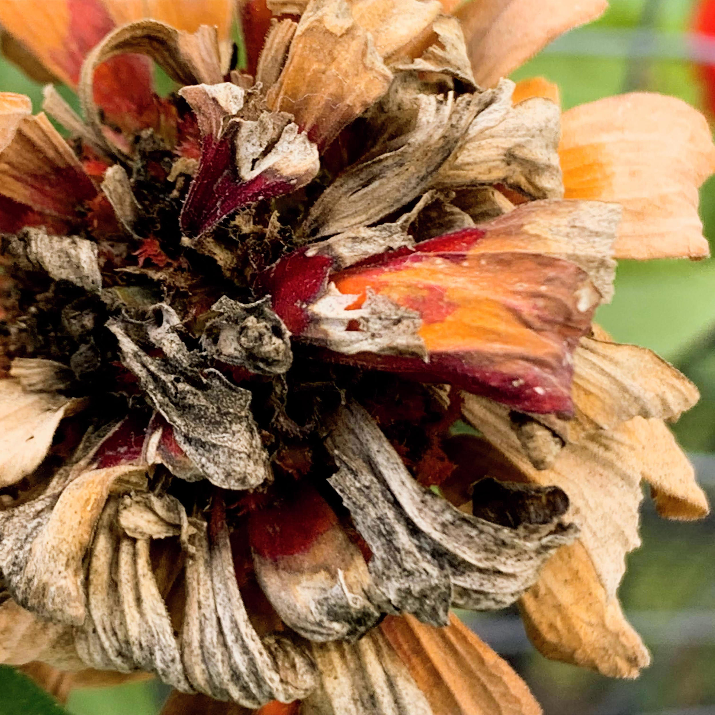 Photo.Guademala.Nature.13.PNG