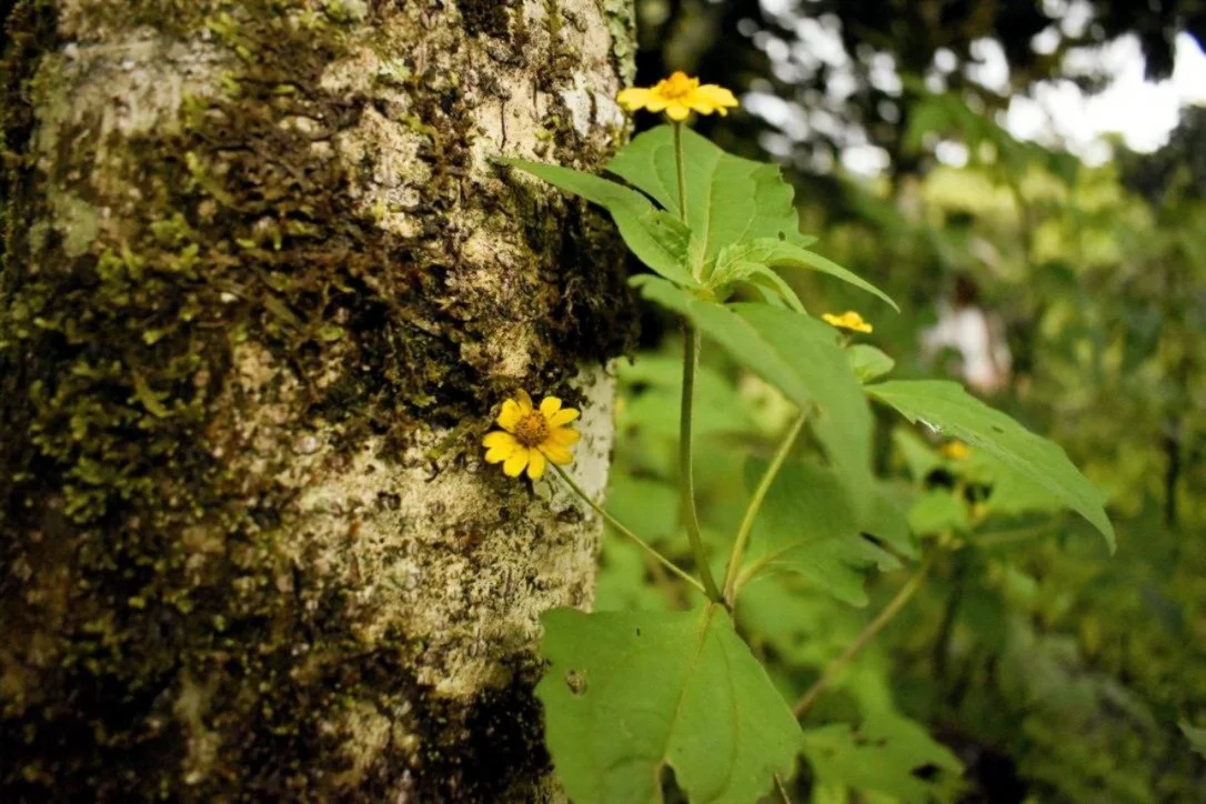Photo.Guademala.Nature.5.JPG