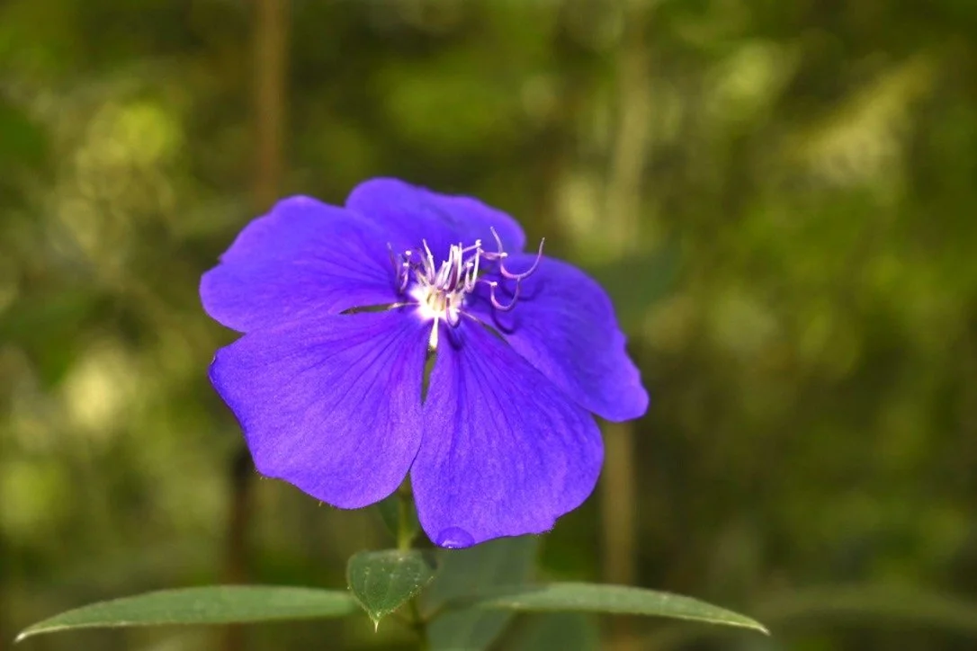 Close-up of a purple flower with five petals and slender white stamens, against a blurred green background.