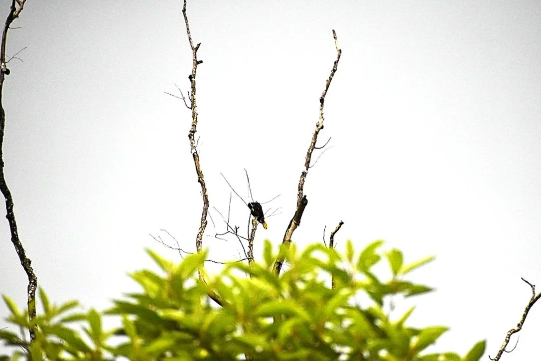 Photo.Guademala.Birds.2.JPG