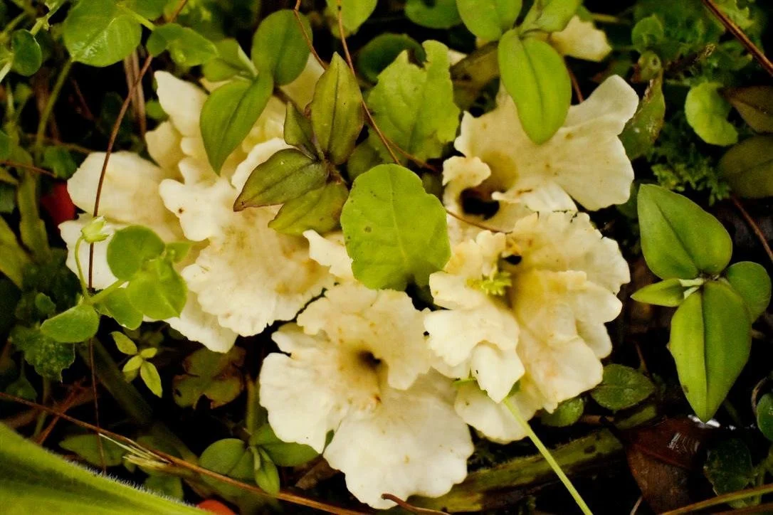 Off-white flowers with ruffled petals surrounded by green leaves and small stems.