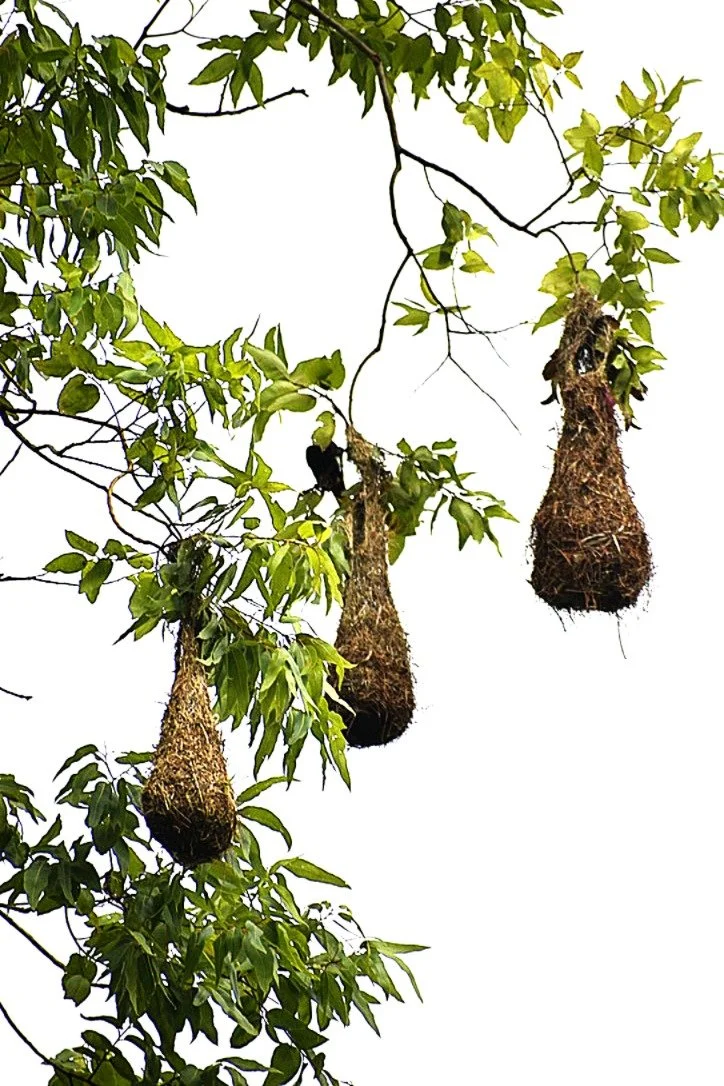 Photo.Guademala.Birds.5.JPG