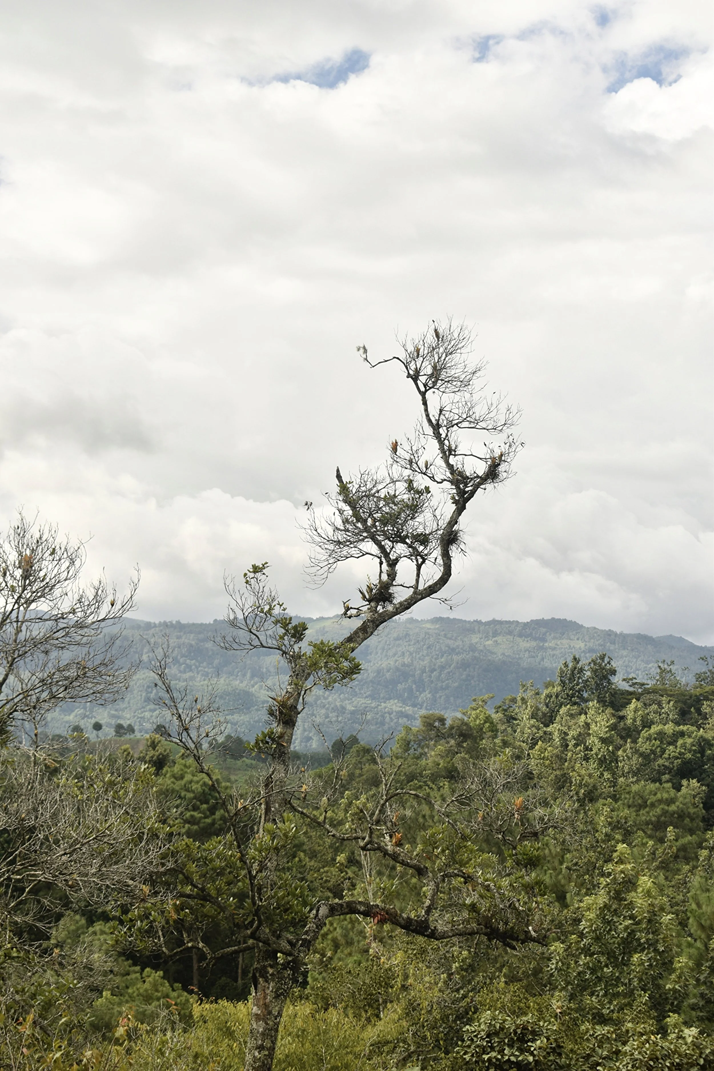 Photo.Guademala.Landscape.4.JPG
