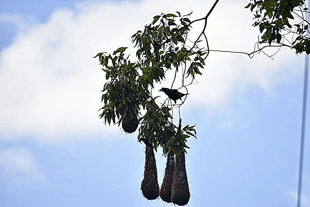 A bird perched on a branch near hanging nest-like structures in a tree with green leaves, set against a cloudy sky.