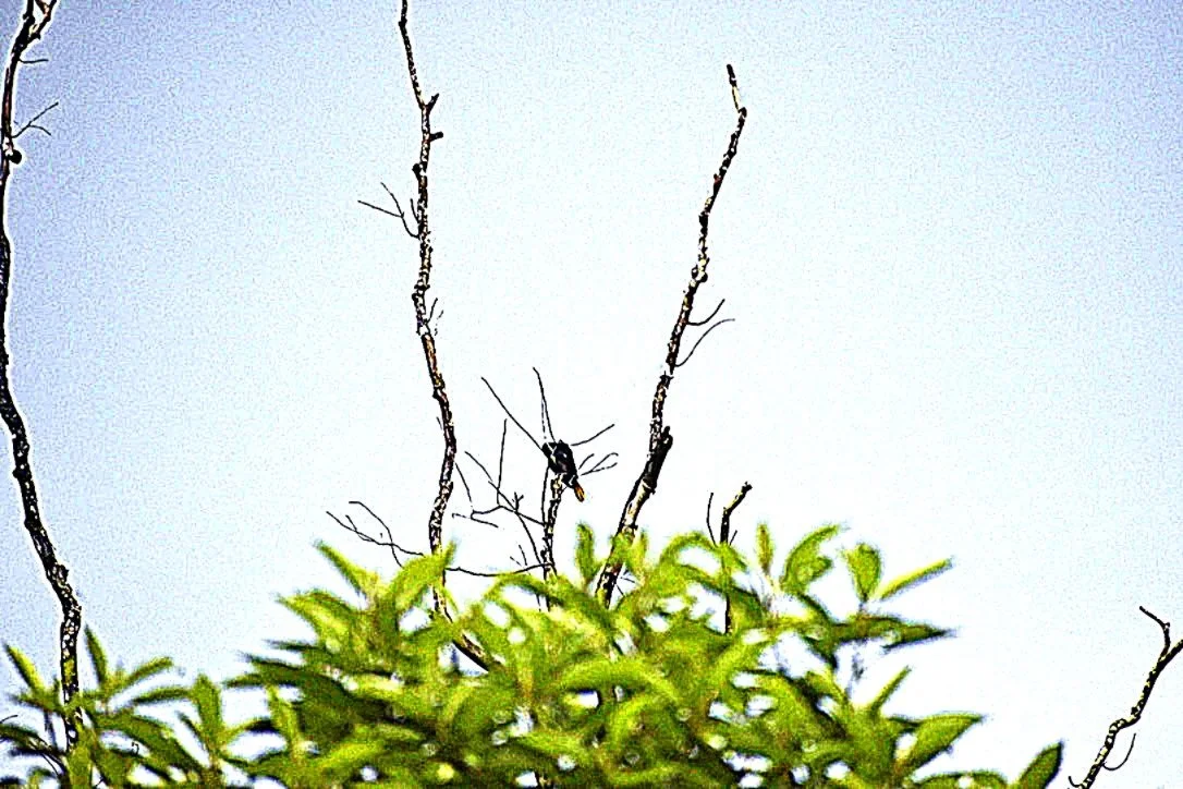 Photo.Guademala.Birds.sketch.1.JPG