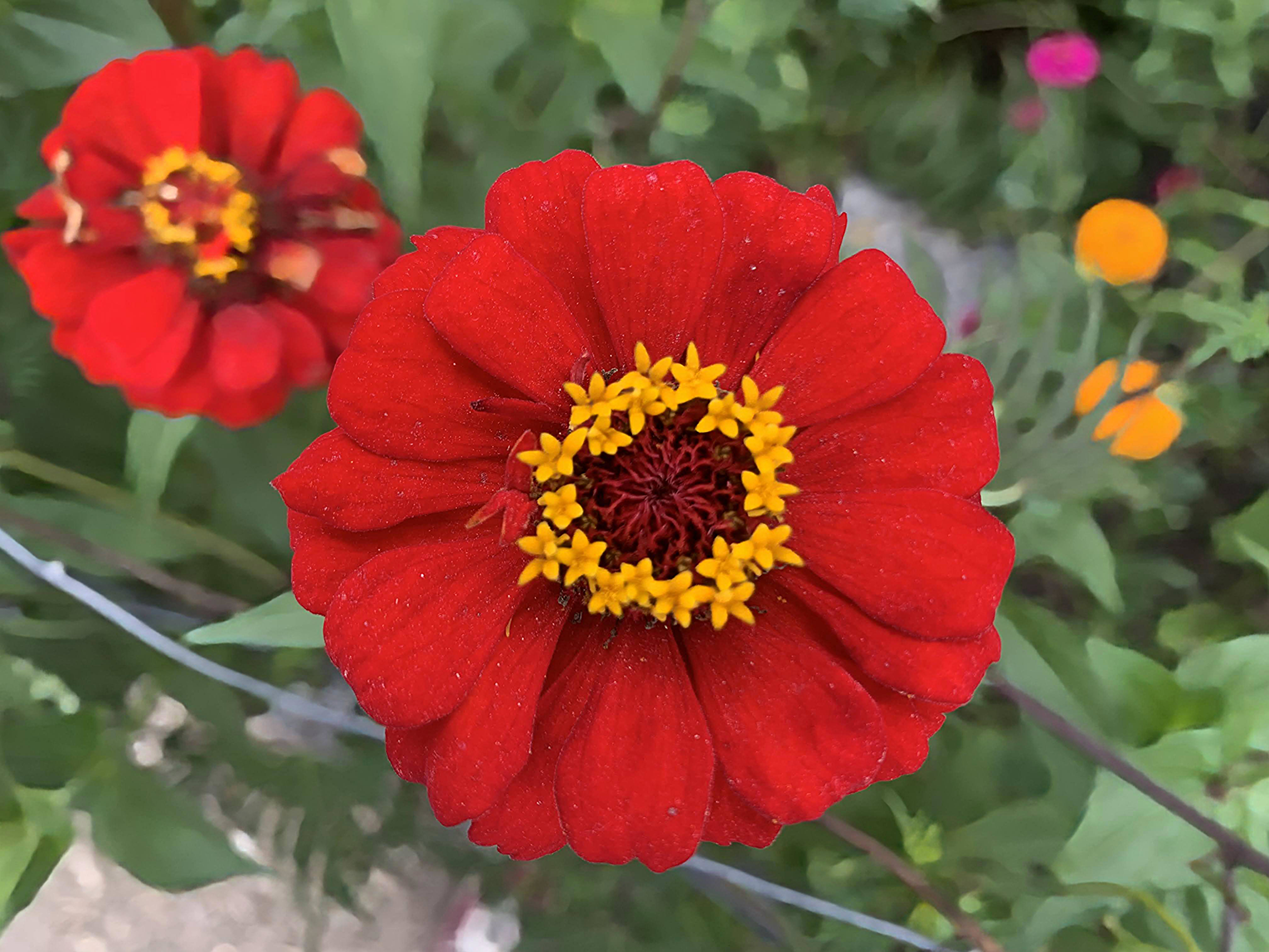 Close-up of a bright red flower with a yellow and dark center, surrounded by green leaves.