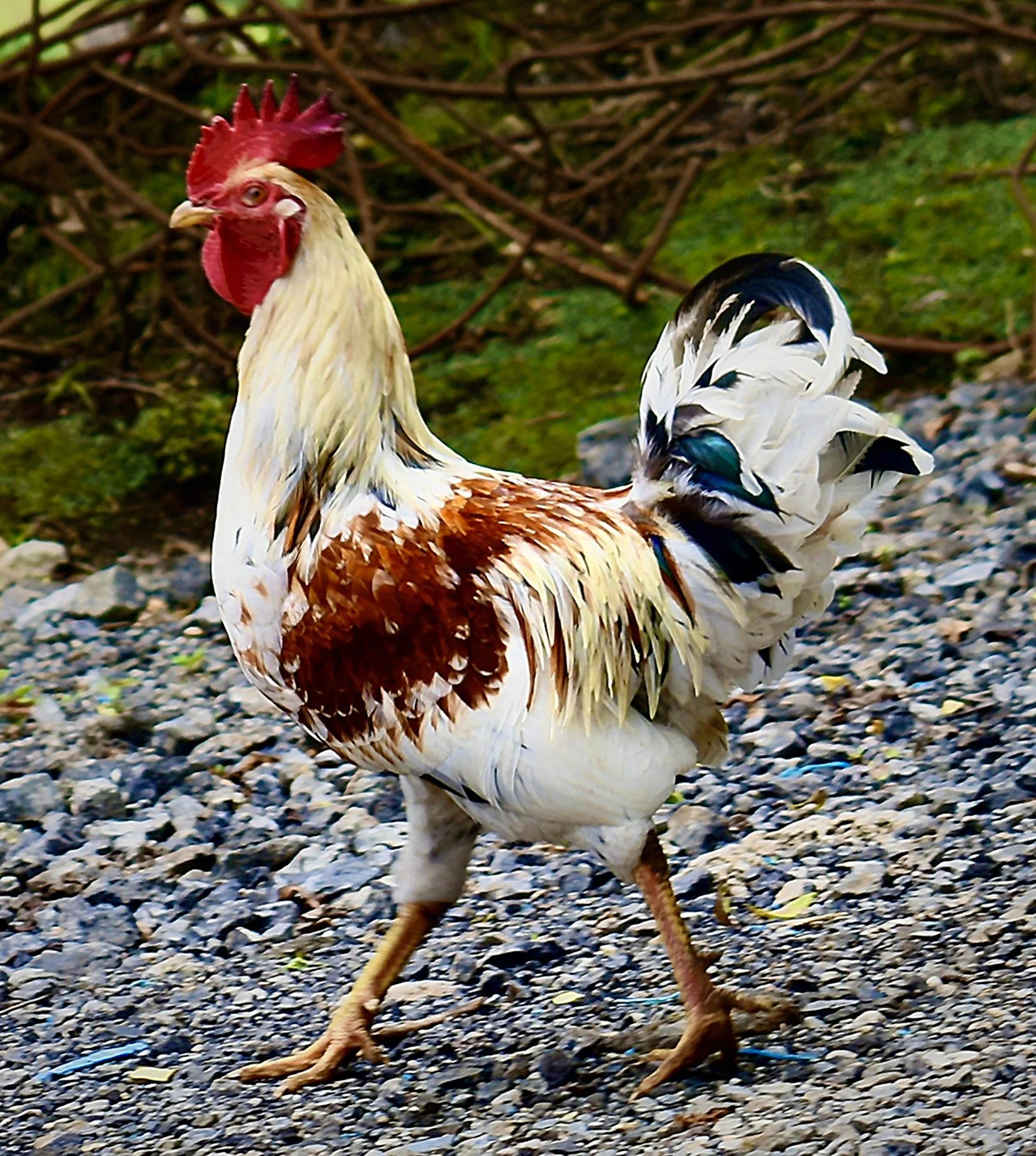 A rooster standing on rocky ground with a background of brown twigs and green moss or grass.