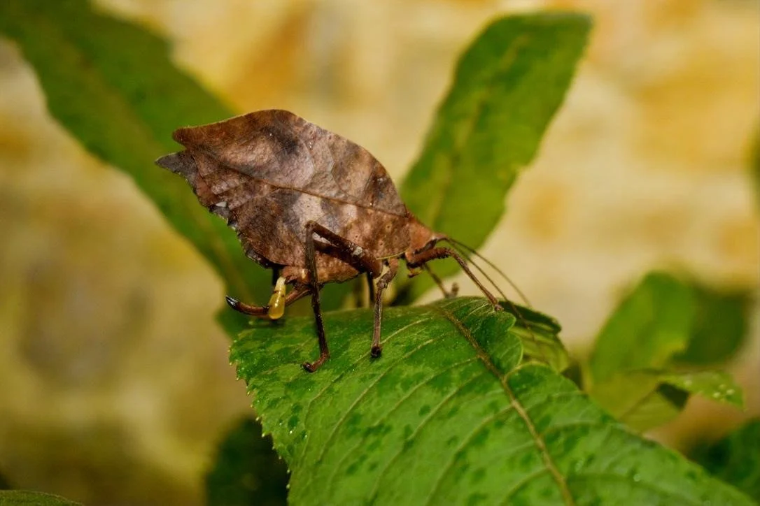 Photo.Guatemala.Nature.1.JPG