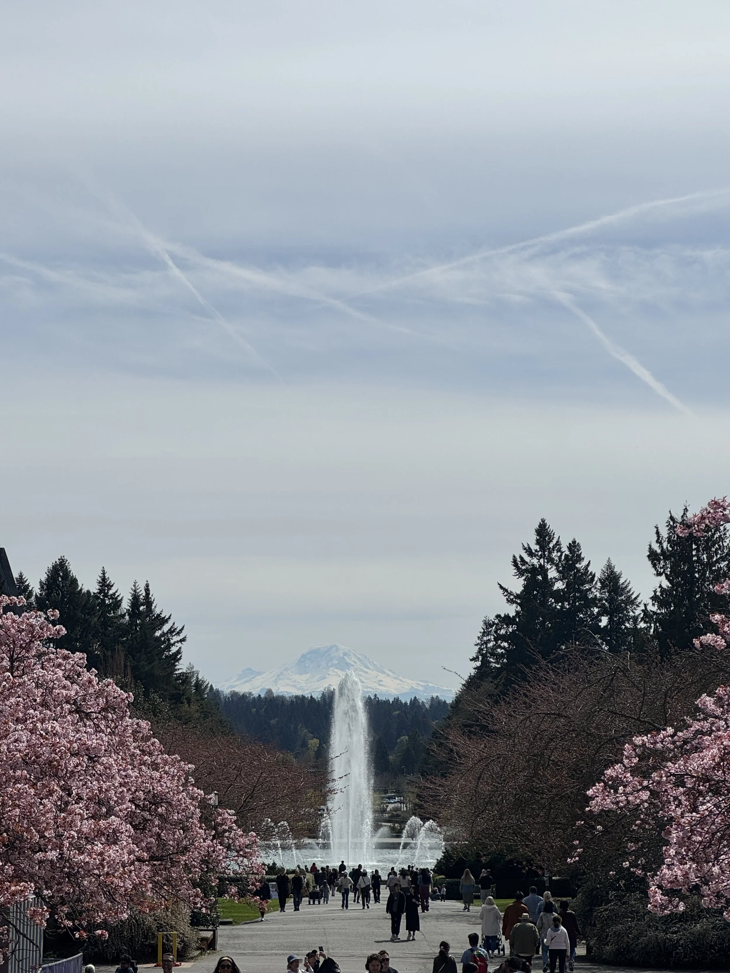 People walking along a path lined with blooming cherry blossom trees, with Mount Rainier in the background and a fountain in the distance.