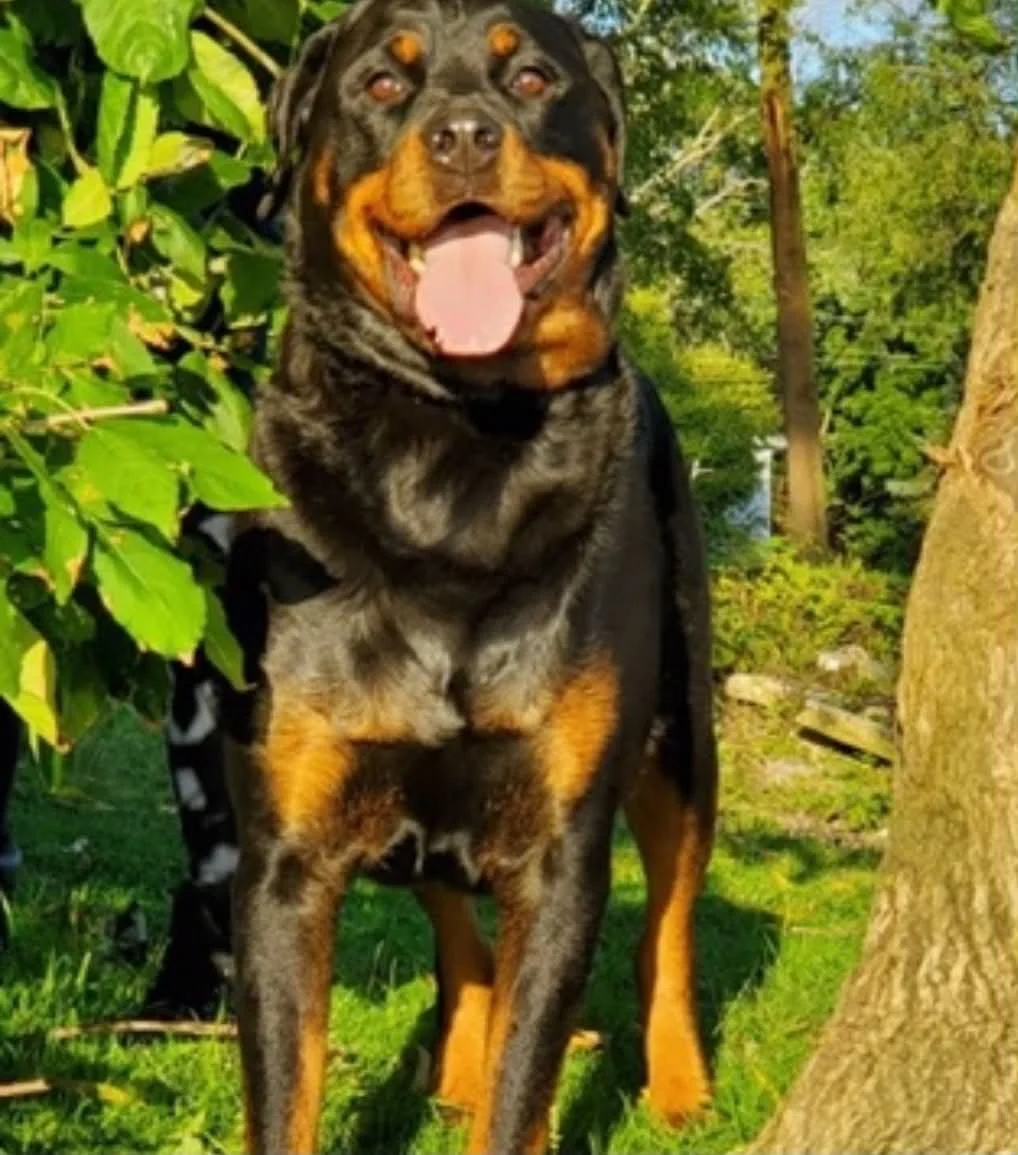 A Rottweiler dog standing outdoors in a green, leafy area with sunlight.