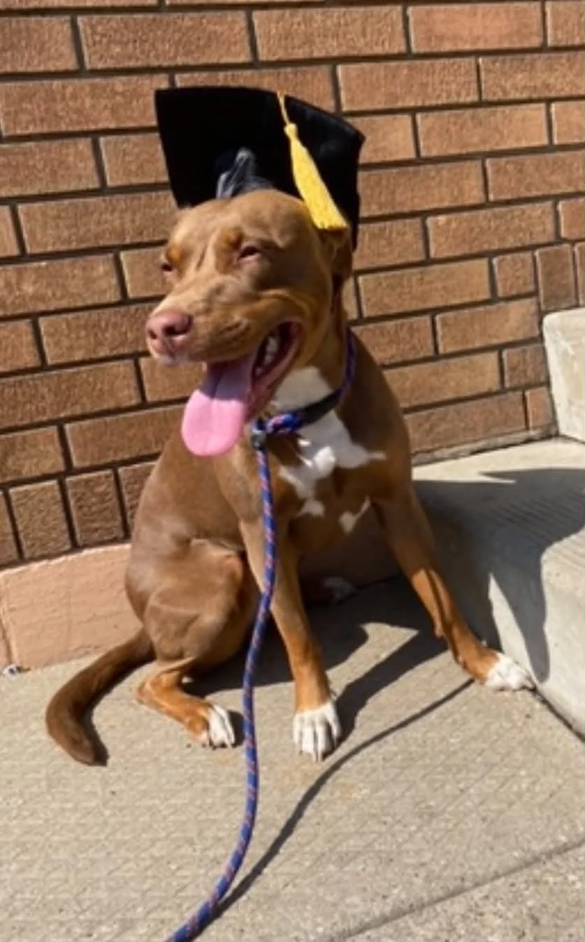 A happy brown dog with a white chest and paws, wearing a black graduation cap with a yellow tassel, sitting on a concrete sidewalk in front of a brick wall, with its tongue out and eyes squinting in the sunlight.