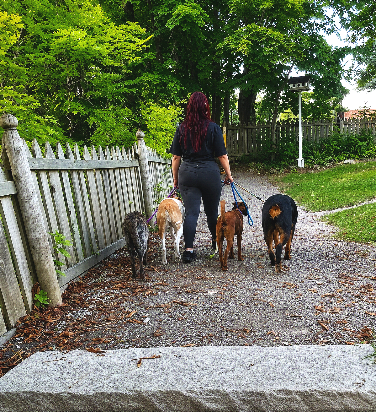 A woman walking four dogs along a gravel pathway next to a wooden fence, with lush green trees in the background.