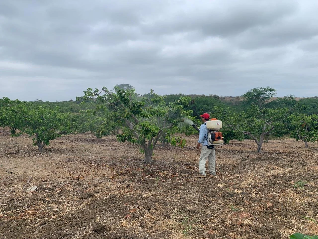 Persona trabajando en un campo de árboles frutales con equipo para fumigar sobre plantas verdes en un día nublado.