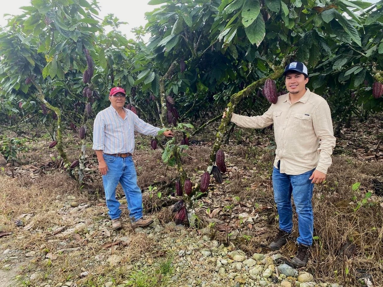 Dos personas en un cultivo de cacao, un hombre mayor y un joven, ambos sosteniendo ramas con cacaos maduros en un entorno de árboles y tierra.