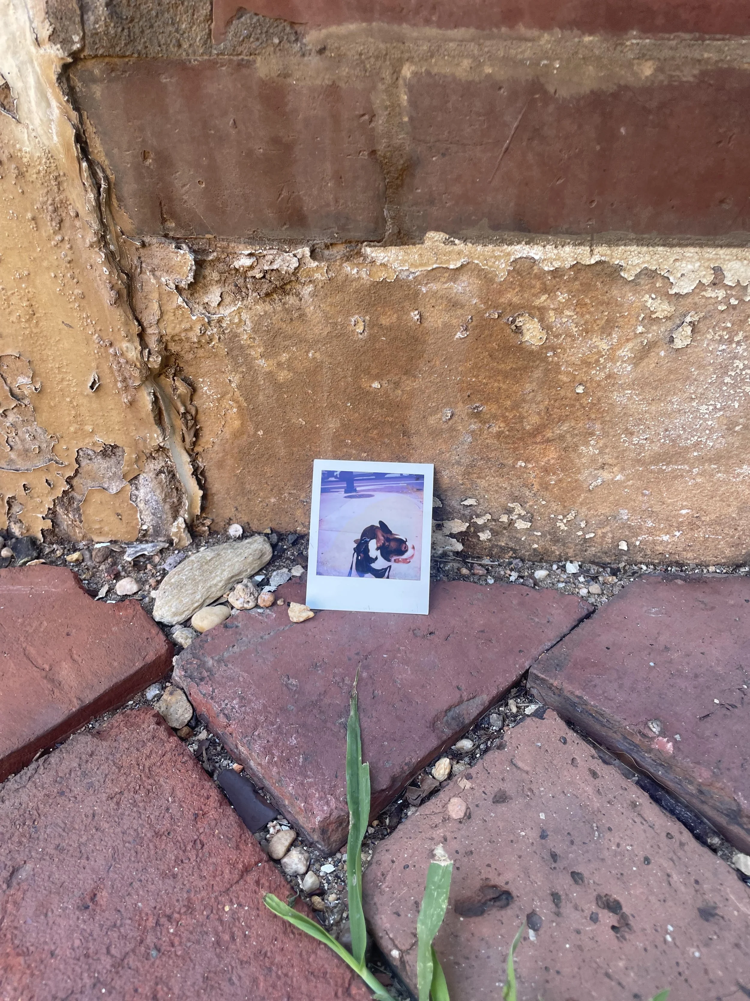 In Search of Poets and the Owner of a Dog Photo