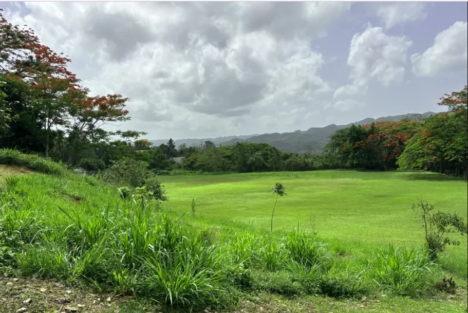  Scenic view of the lush, green Jamaican countryside, rolling hills, and blooming Royal Poinciana trees along the Roots &amp; Routes culinary tour path. 