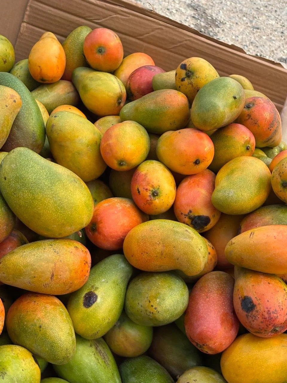 A colorful bunch of diverse Jamaican mangoes featuring large, green-blushed East Indian mangoes and smaller, ripe yellow July mangoes piled together.