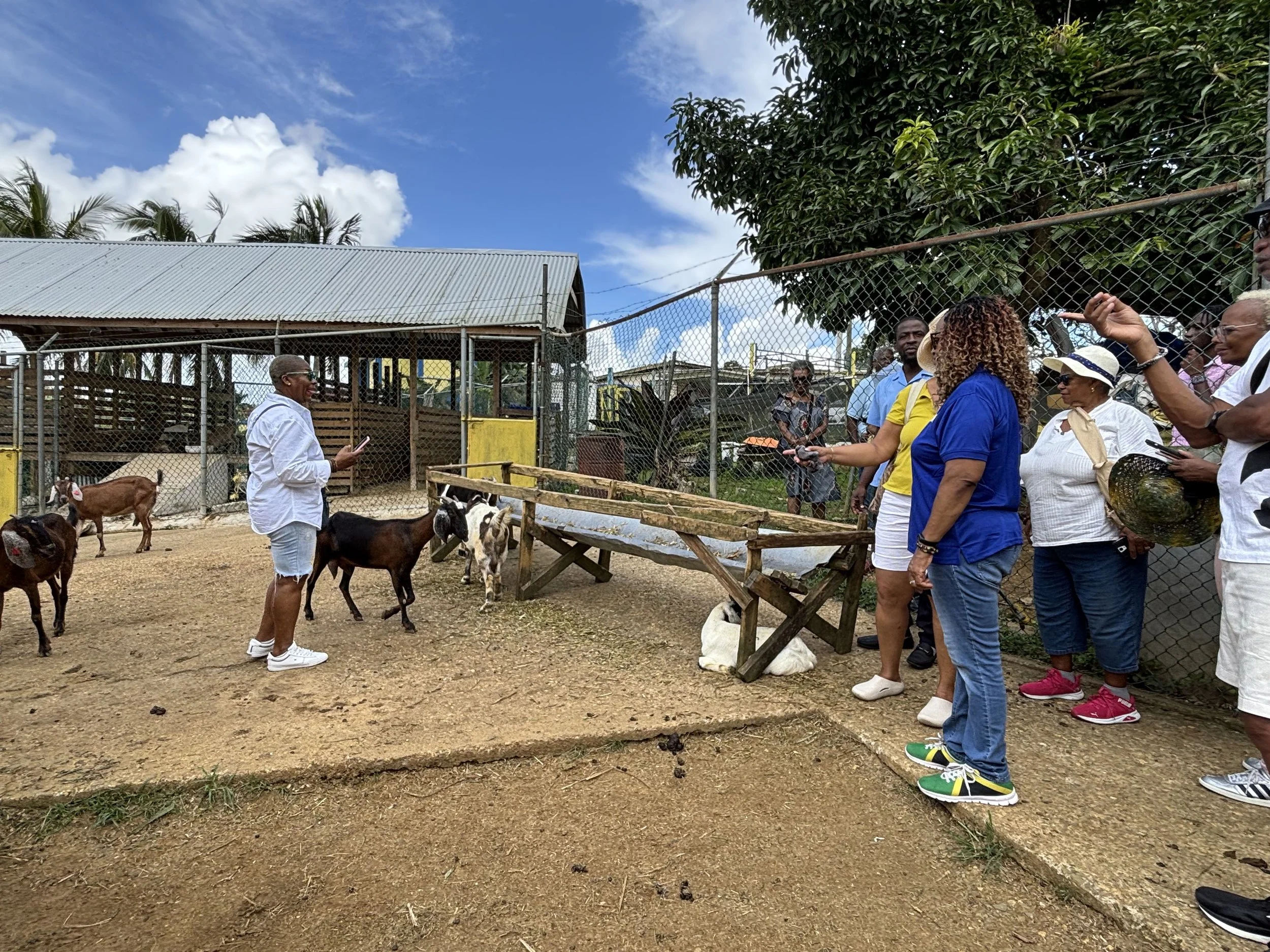 Group of visitors watching goats at a rural farm pen with a wooden feeding trough and tin-roof shelter.