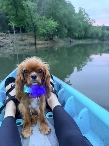 Small brown dog with a glowing blue and purple collar sitting on a kayak near the water, surrounded by trees.