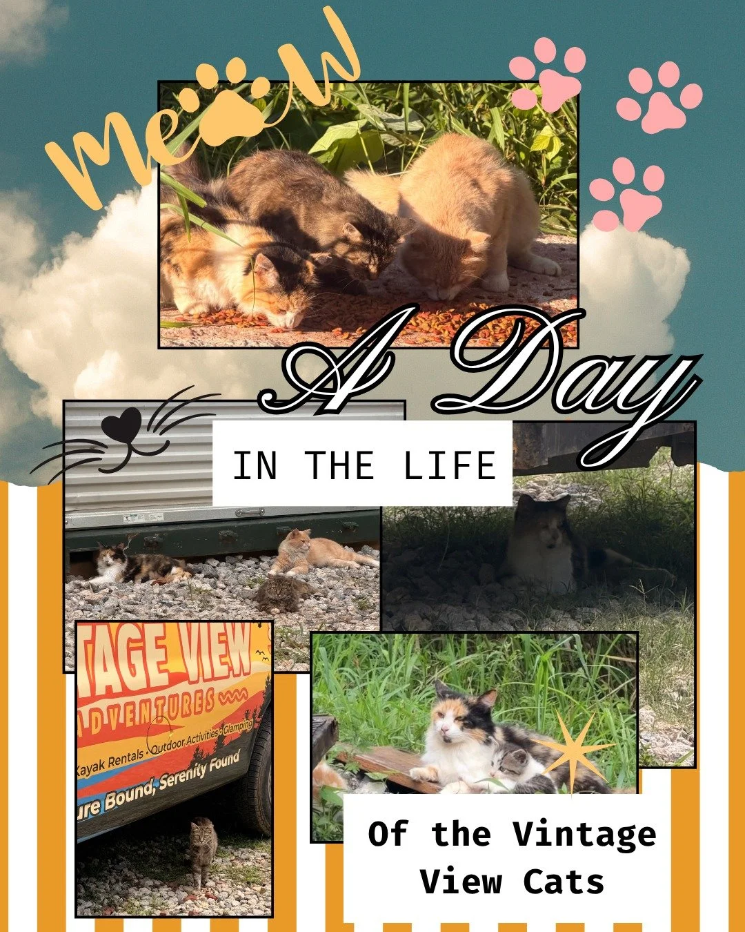 🐾 Meet the Vintage View Parking Lot Purr-Patrol! 🐾

If you&rsquo;ve visited us this season, chances are you&rsquo;ve already received a warm greeting from our unofficial welcoming committee! We&rsquo;d love to officially introduce you to Mama, Rive