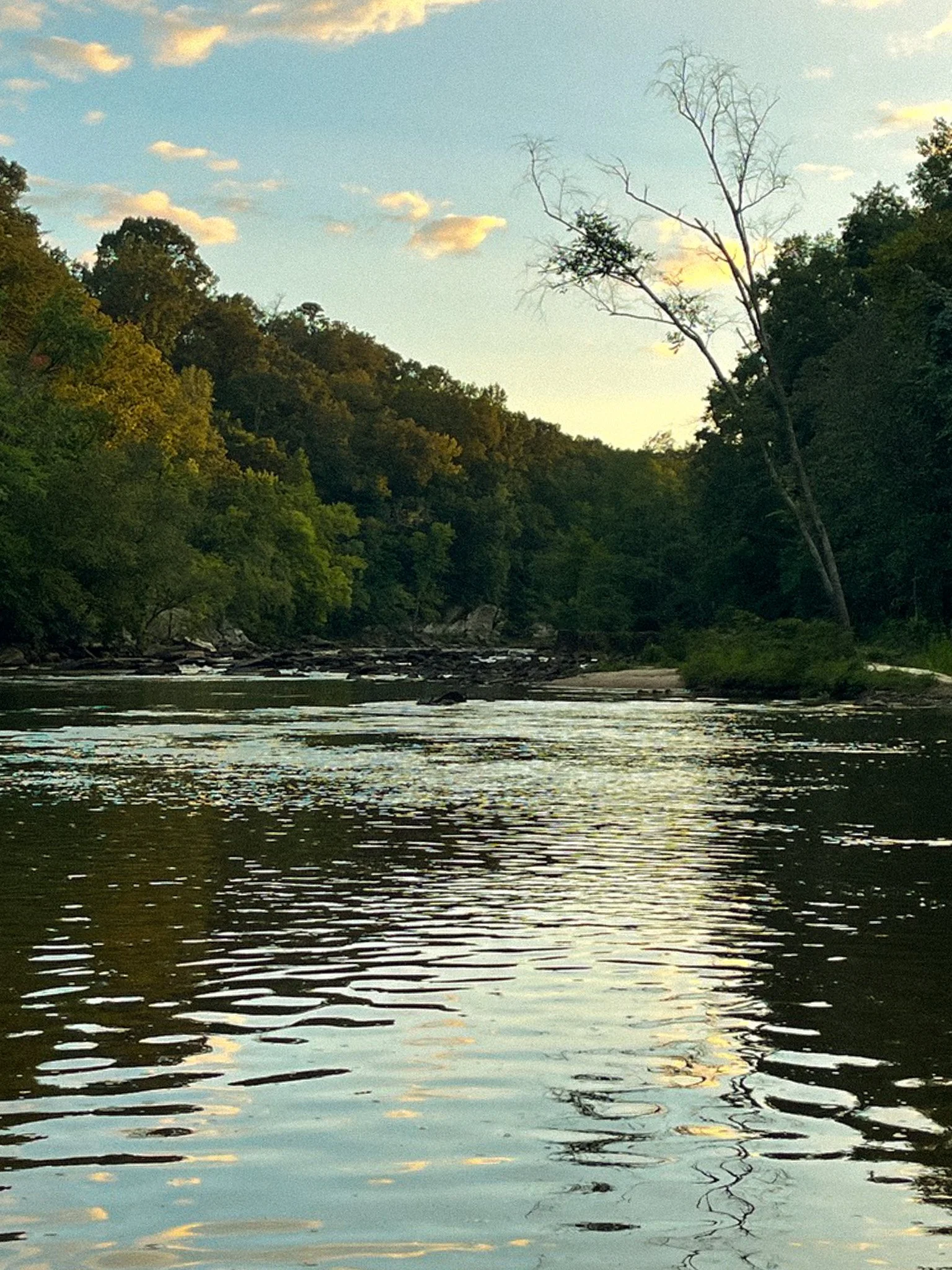 A calm river with ripples reflecting the sky, surrounded by dense green trees and a leafless tree on the right, under a sky with scattered clouds at sunset.