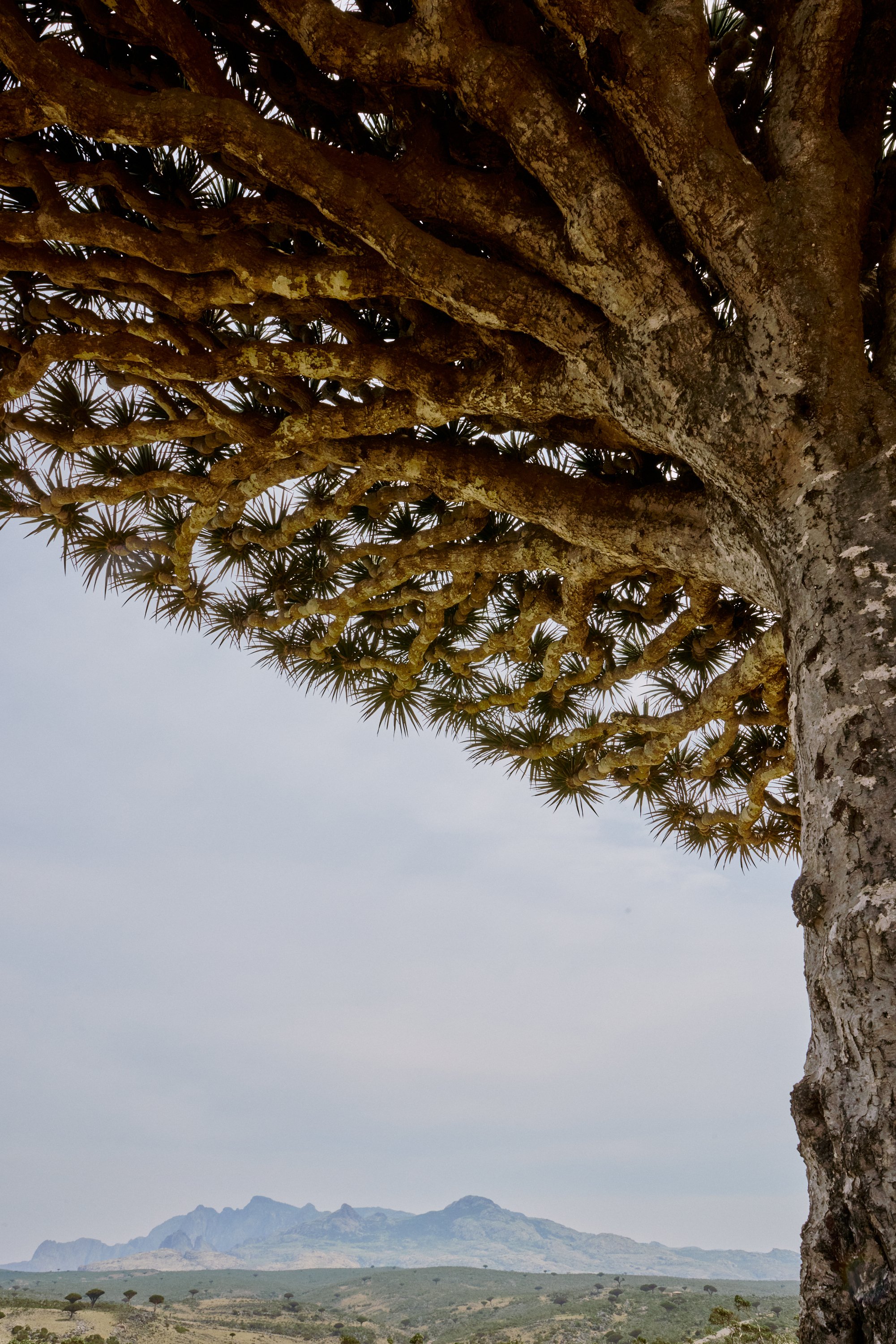 A large tree with thick, textured branches and spiky leaves extending from the trunk. In the background, there are distant mountains and a cloudy sky.