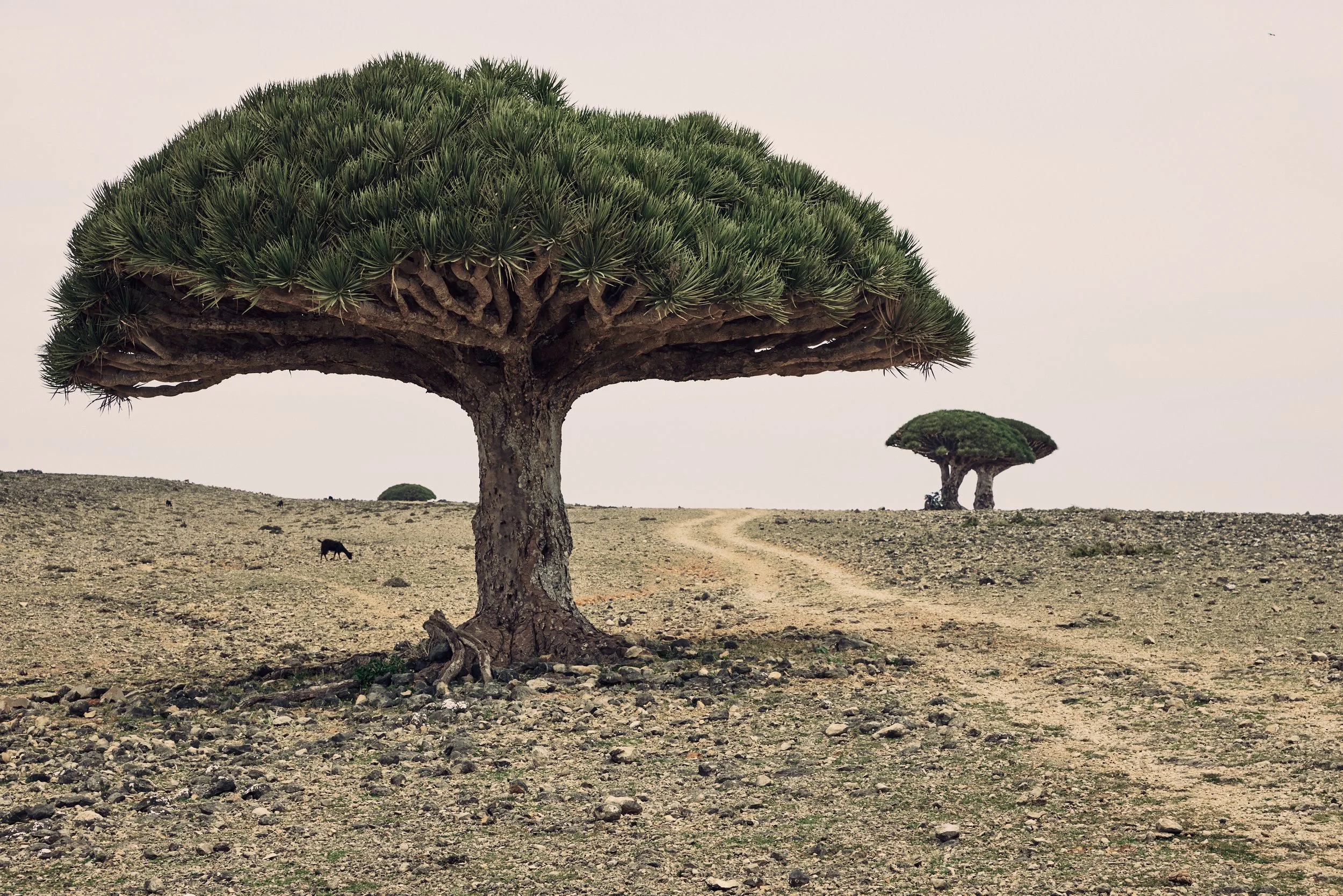 Road Trip - Socotra