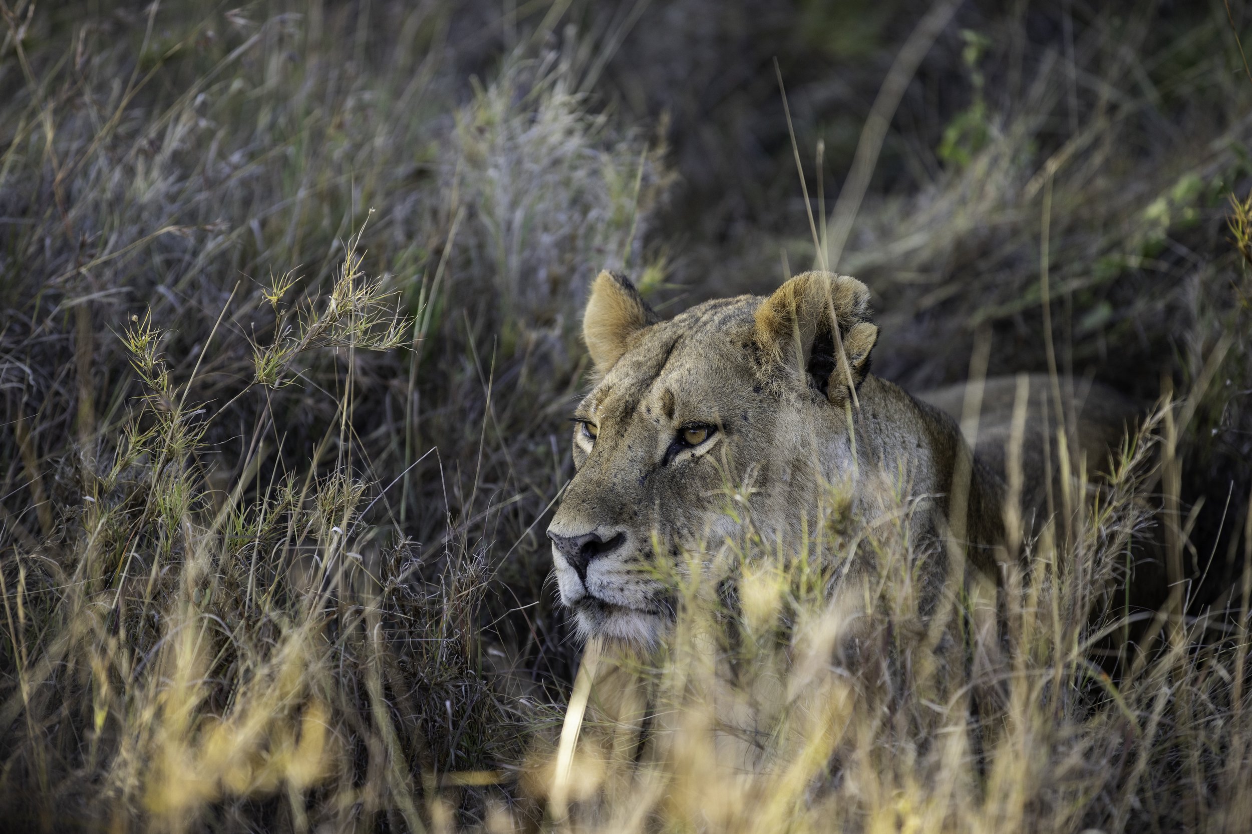 A lioness relaxes in the morning in the tall grass on the borana conservancy of kenya