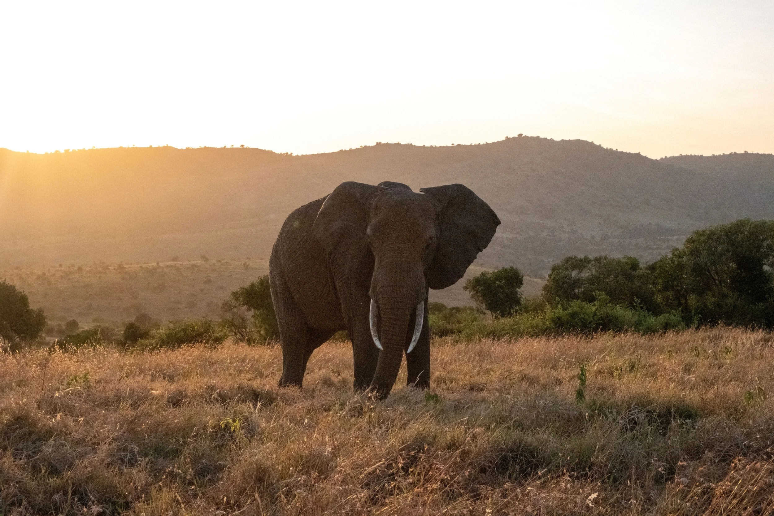 Ele - Borana Conservancy, Kenya