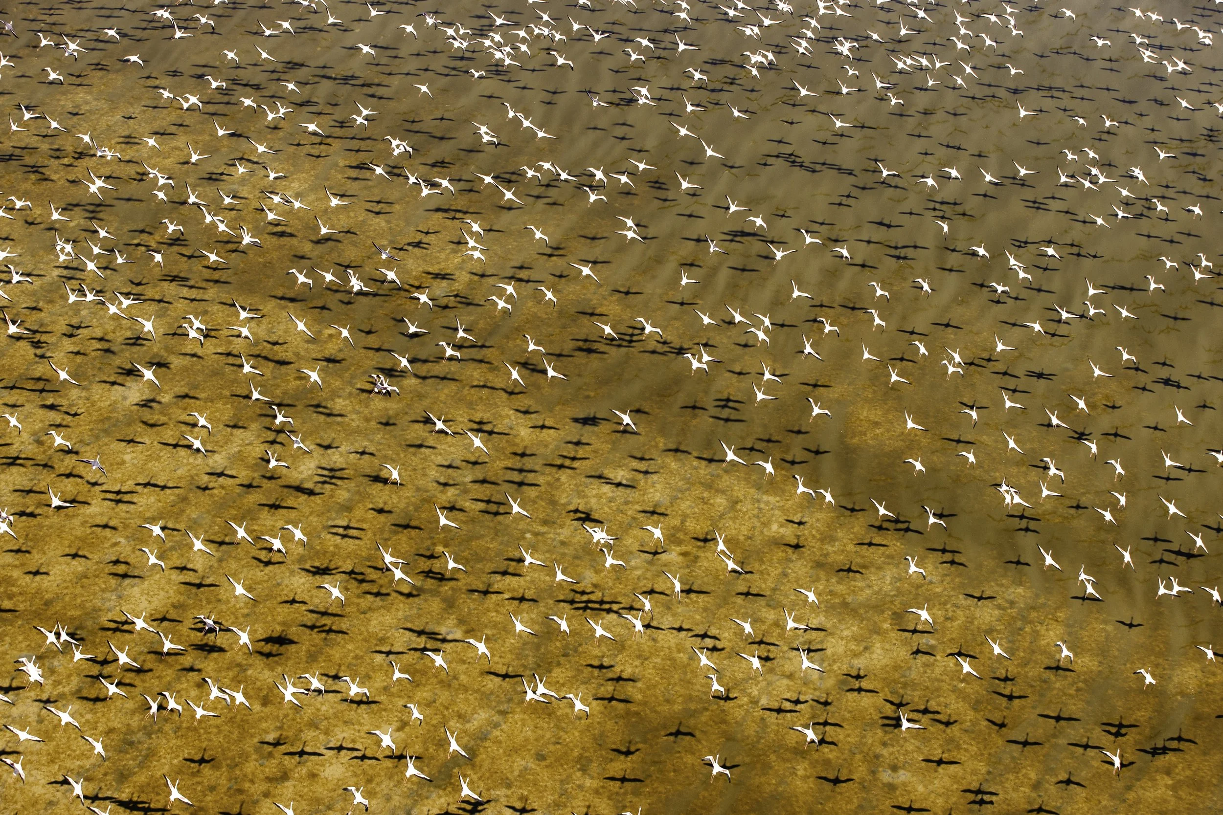 Flamingos on lake Logipi