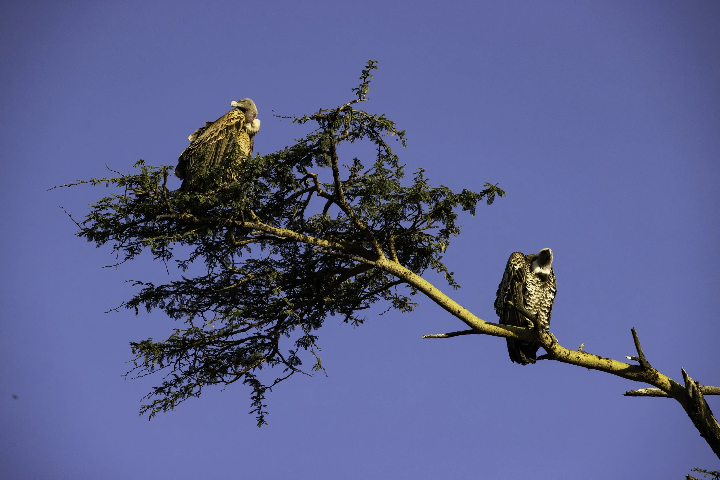 Ruppels Vultures