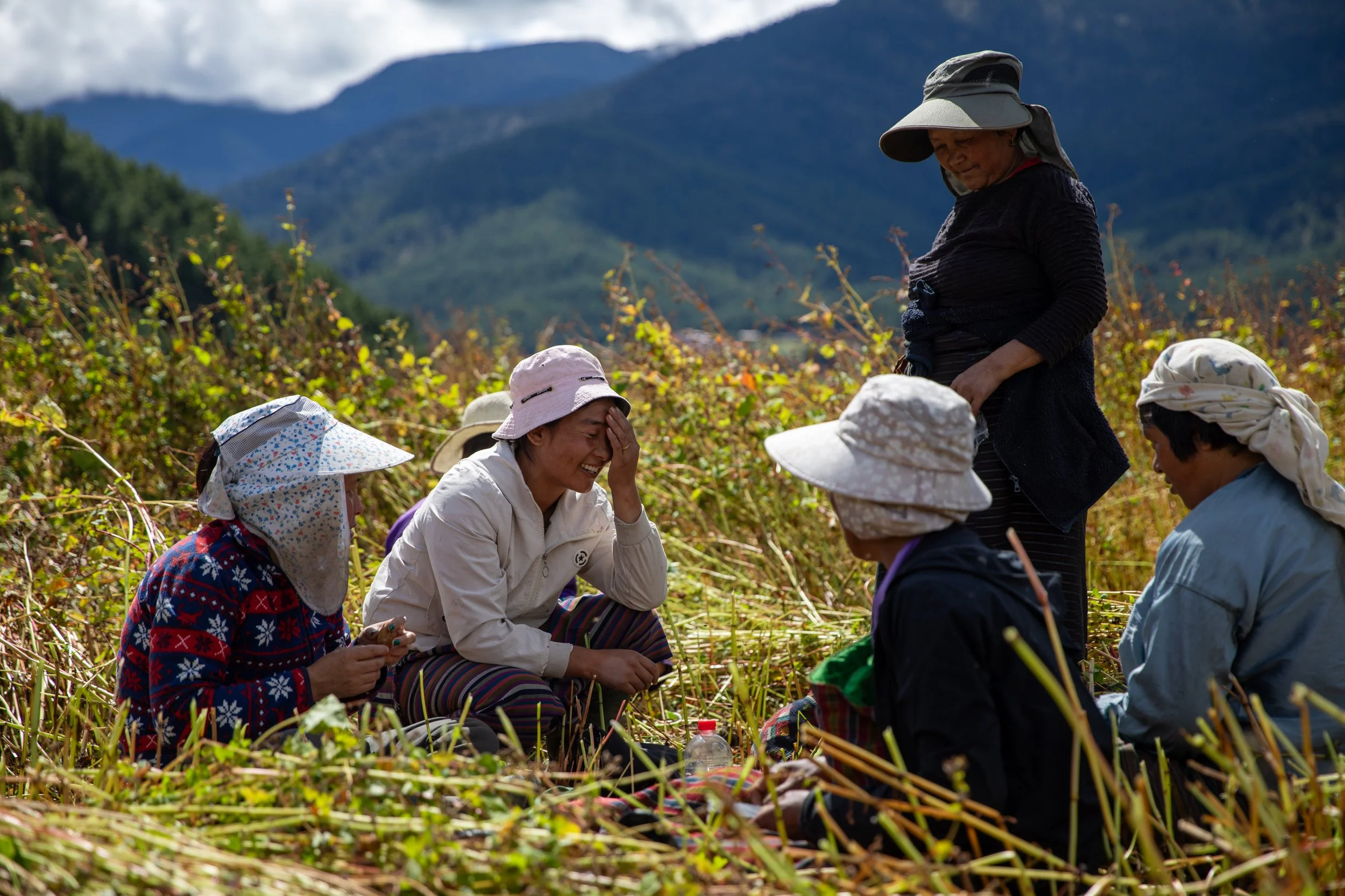 A break in the fall harvest of women sitting in a field with bucket hats in Bhutan