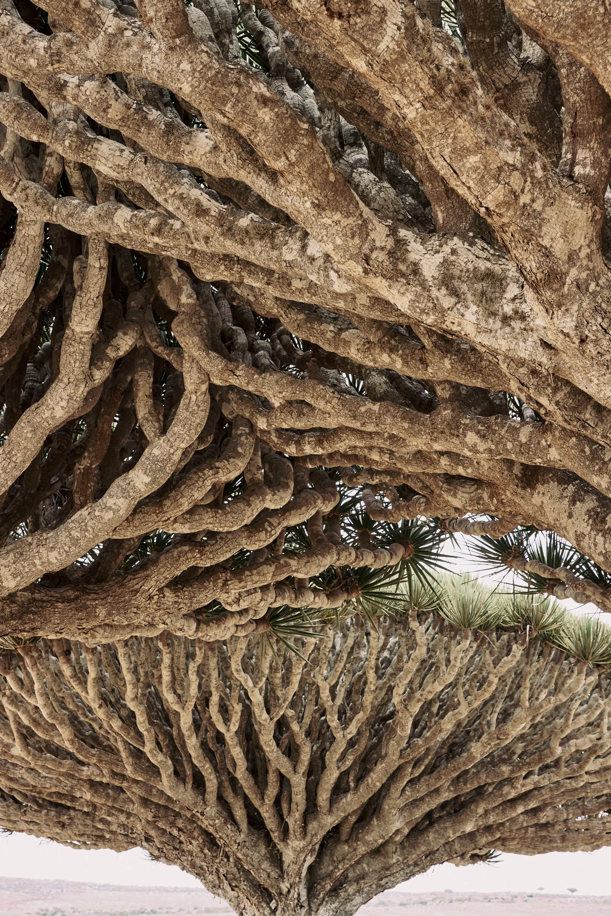 Dragon's Blood Tree - Socotra