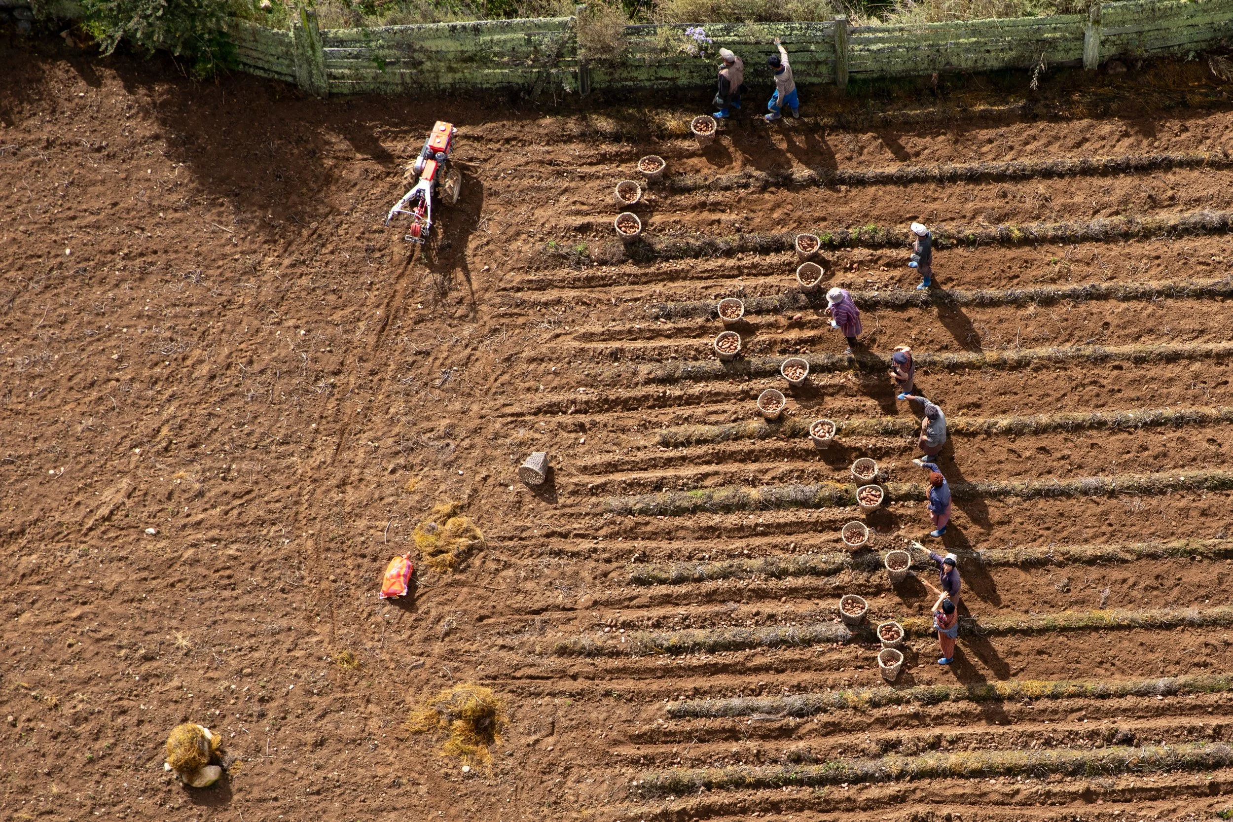 Potato fields - Bhutan