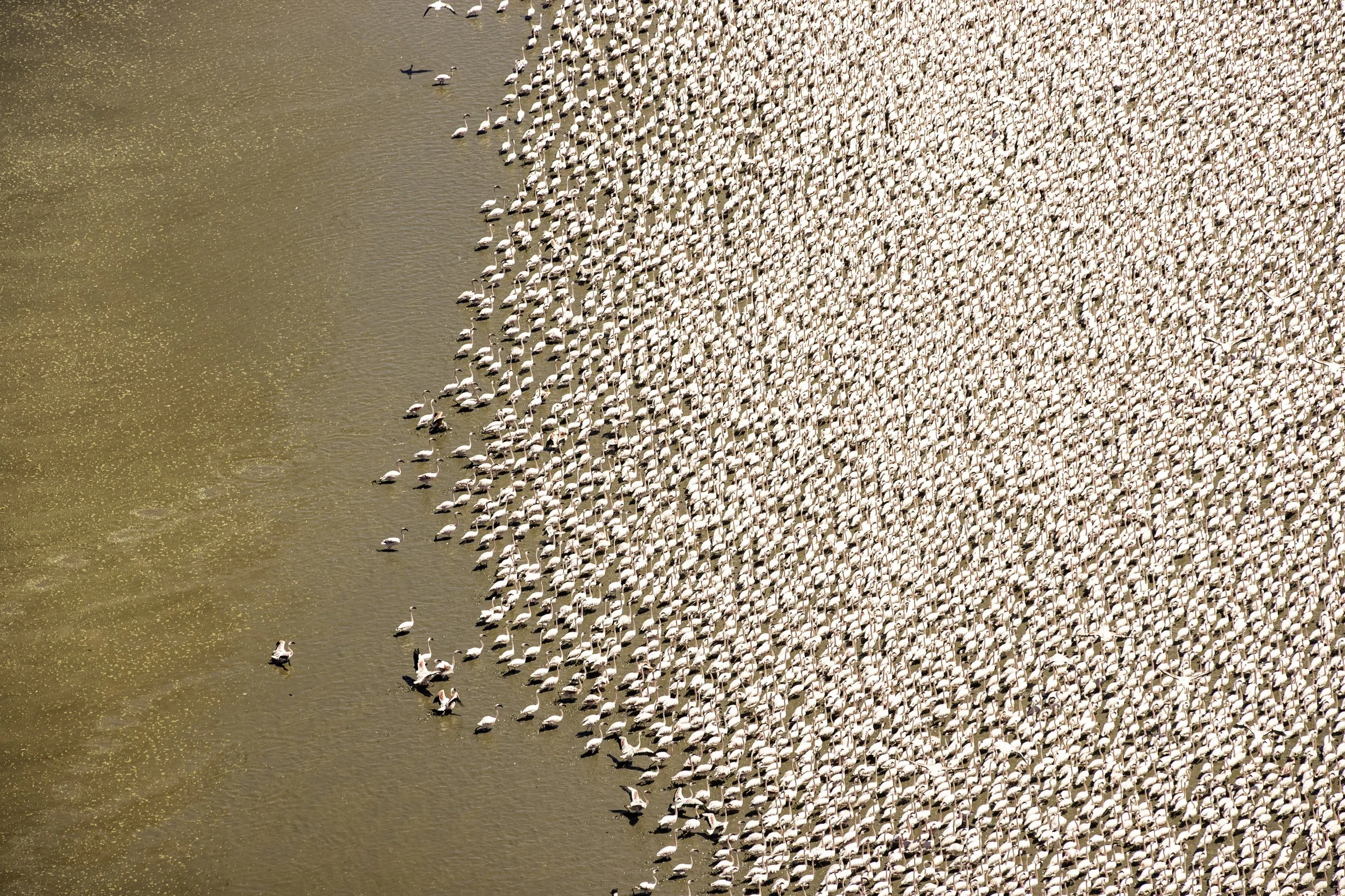 Flamingos on lake Logipi