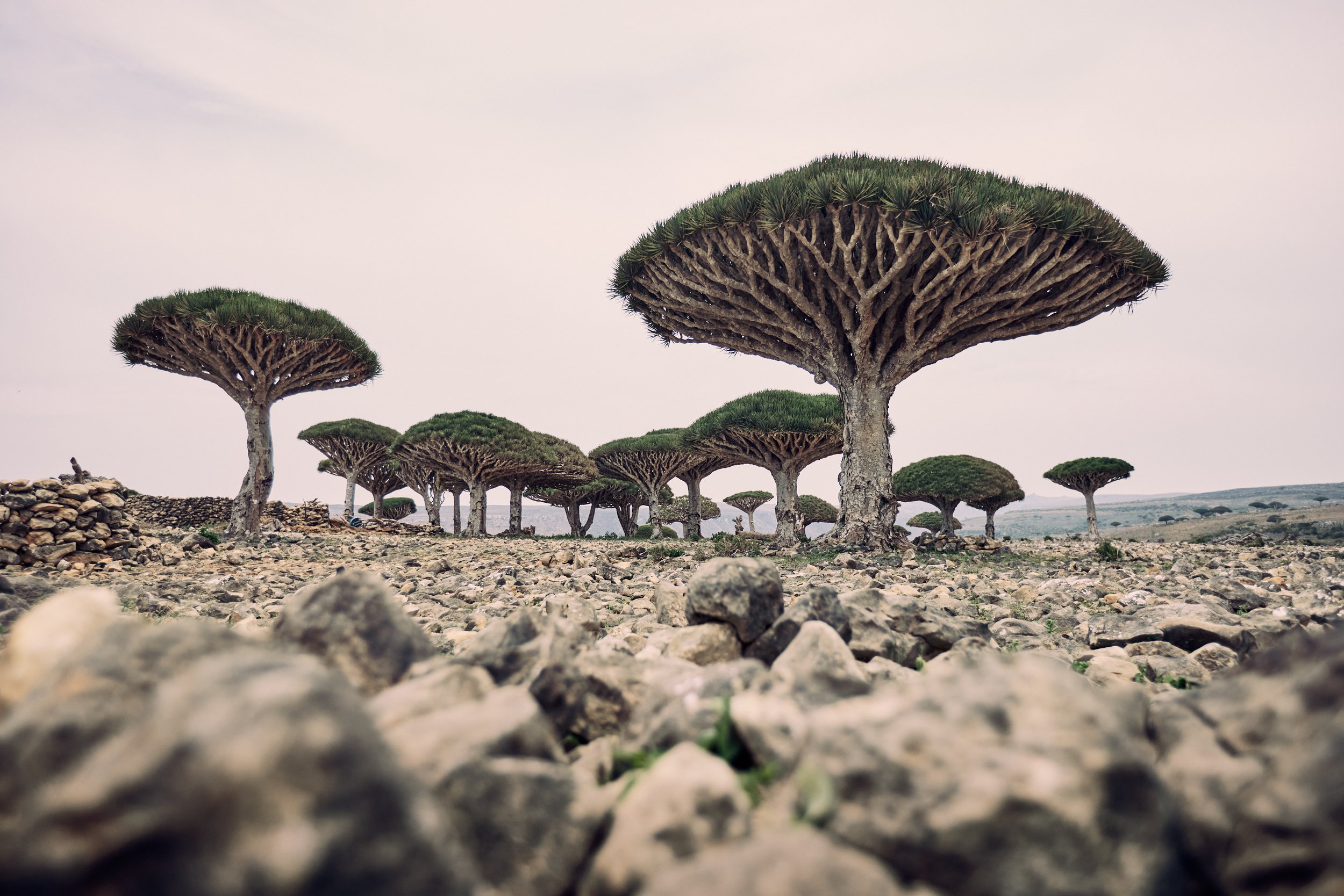 Diksam Plateau - Socotra