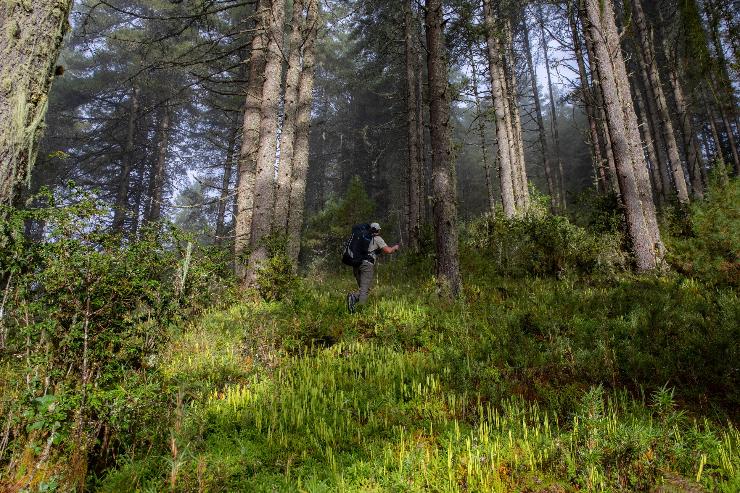 The dense forest is a hard place to find the trail to take off in Phobjikah Valley , Bhutan