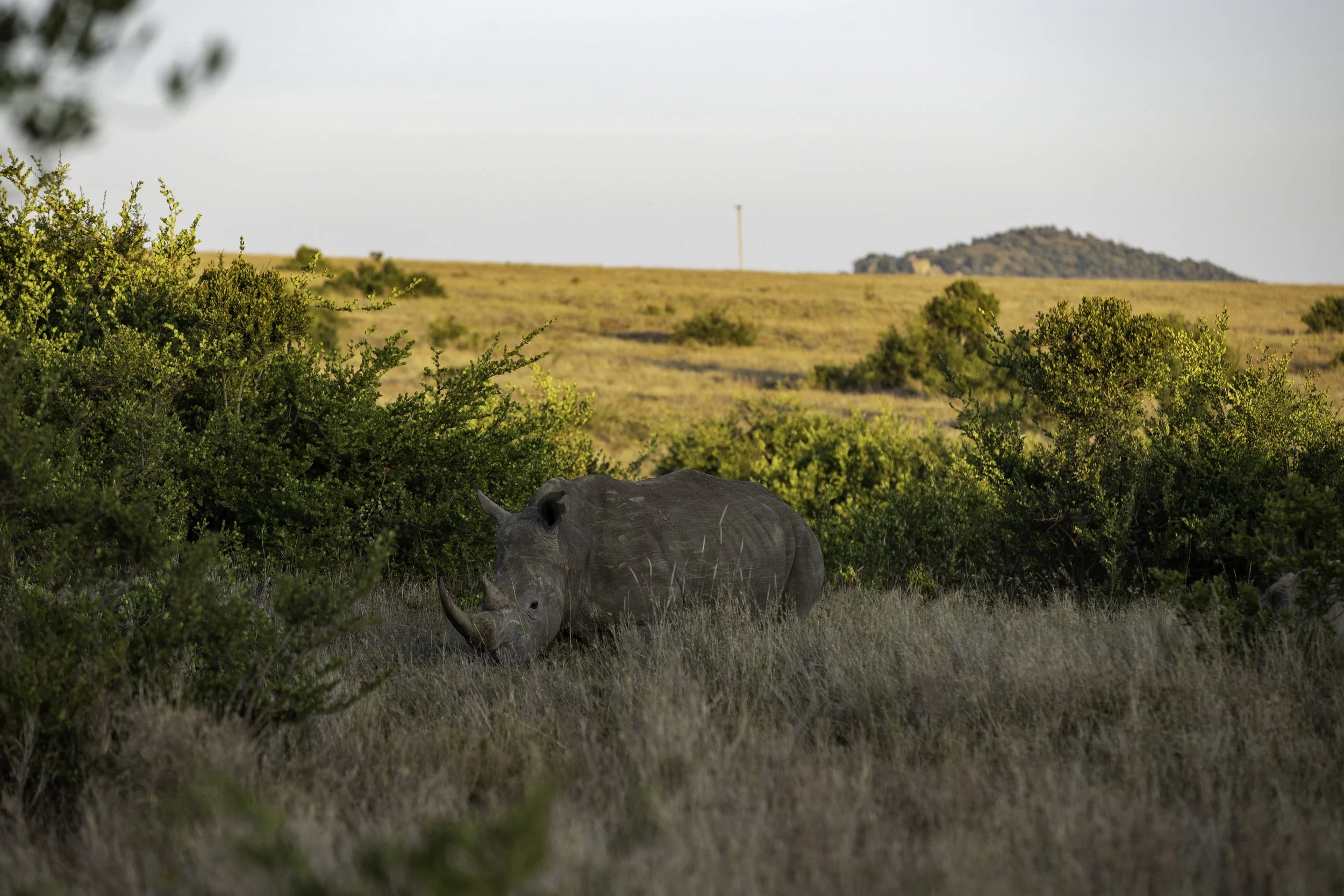 Black Rhino - Borana Conservancy, Kenya