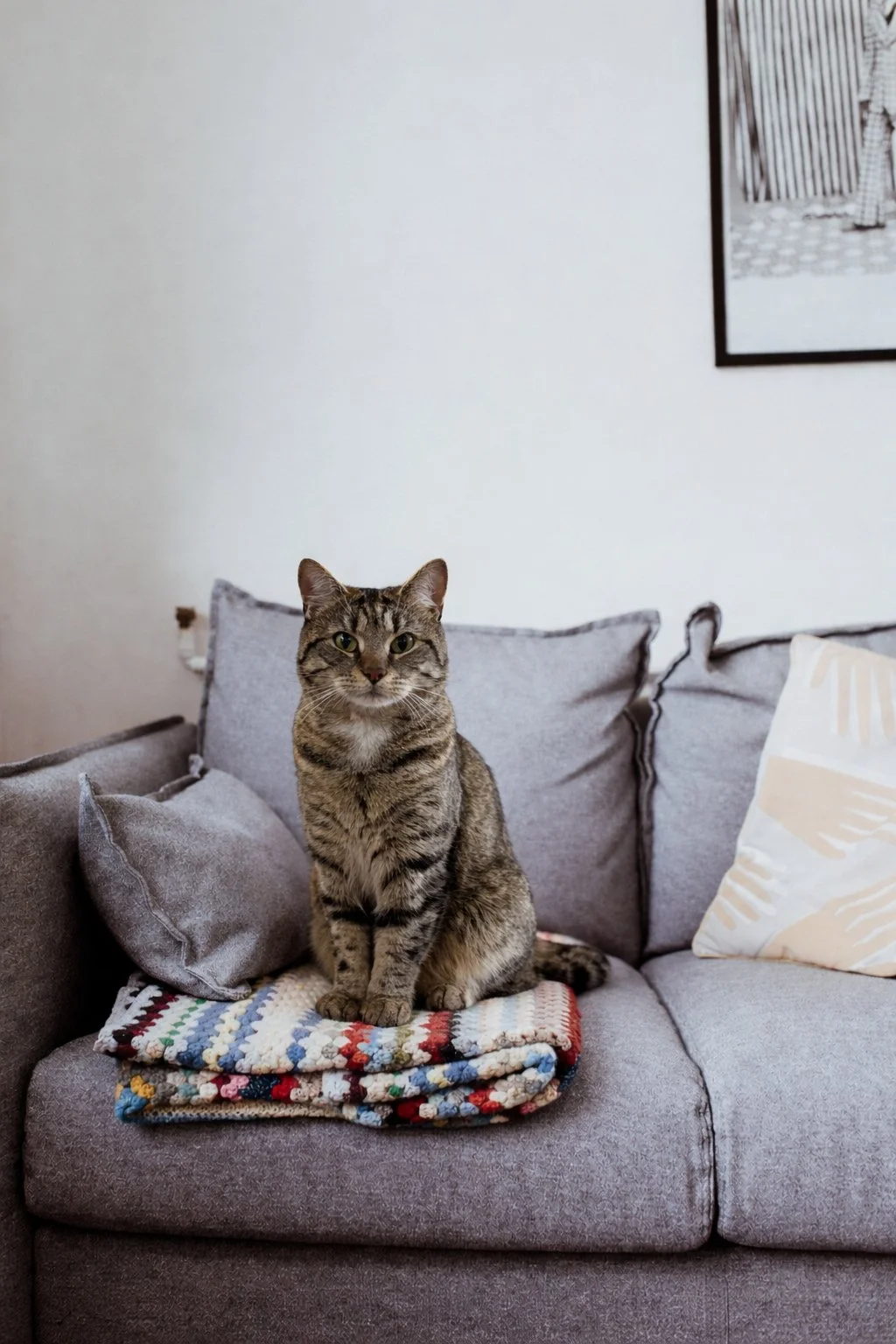 A tabby cat sitting on a folded, multicolored blanket on a gray couch with gray cushions and a beige pillow with a palm leaf pattern, with a white wall and black framed picture in the background.