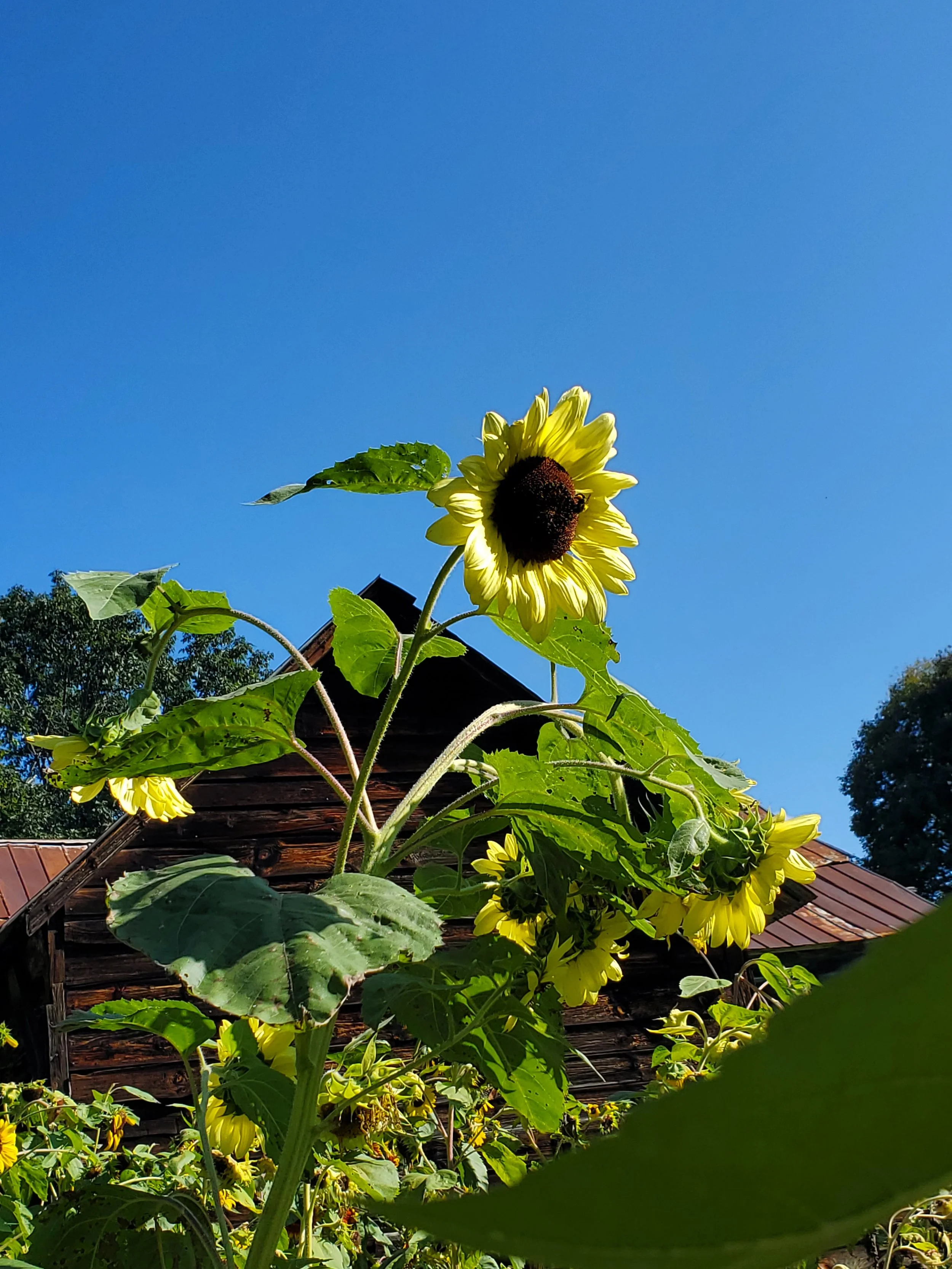 sunflower in a field