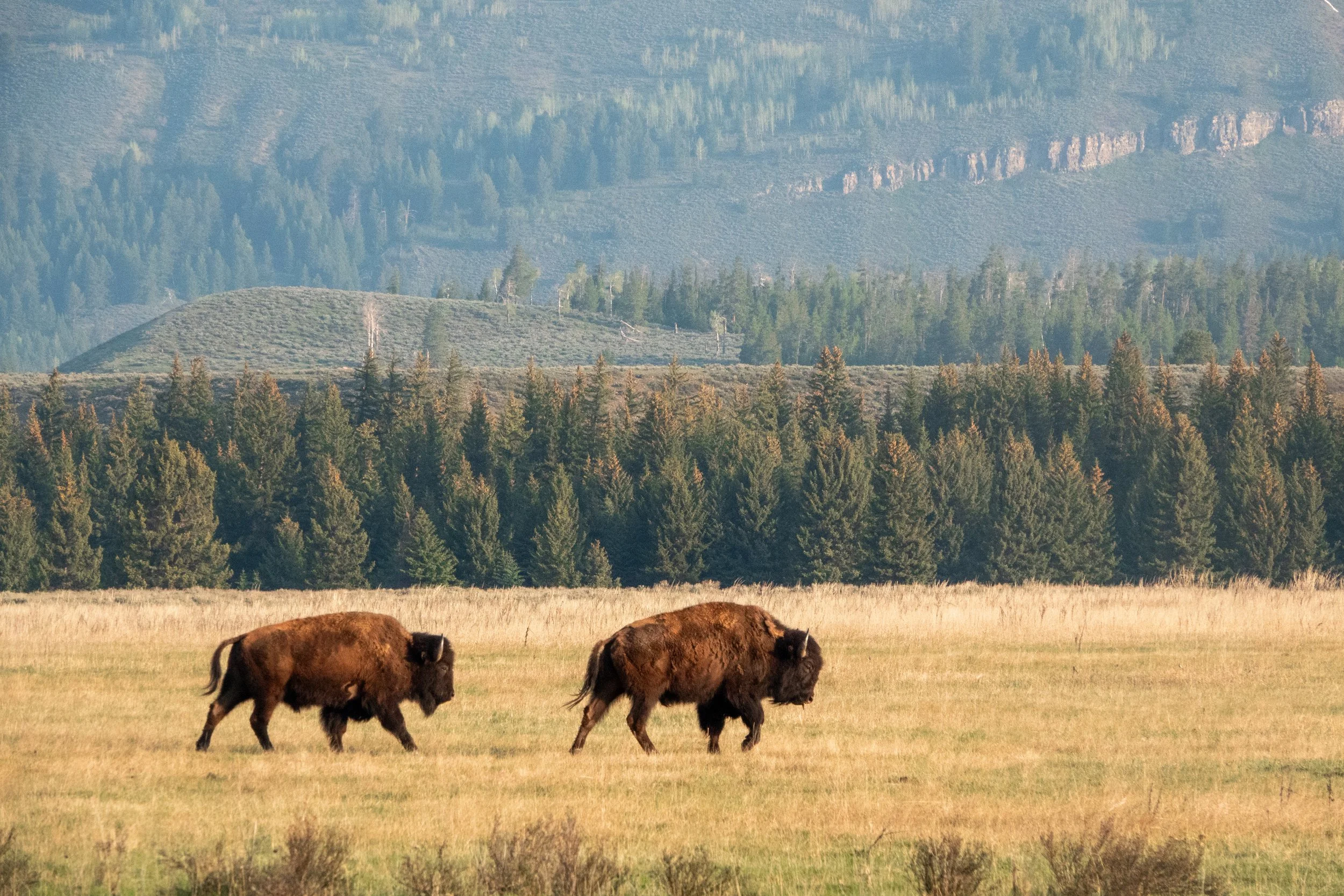 iStock-1509717018.jpg